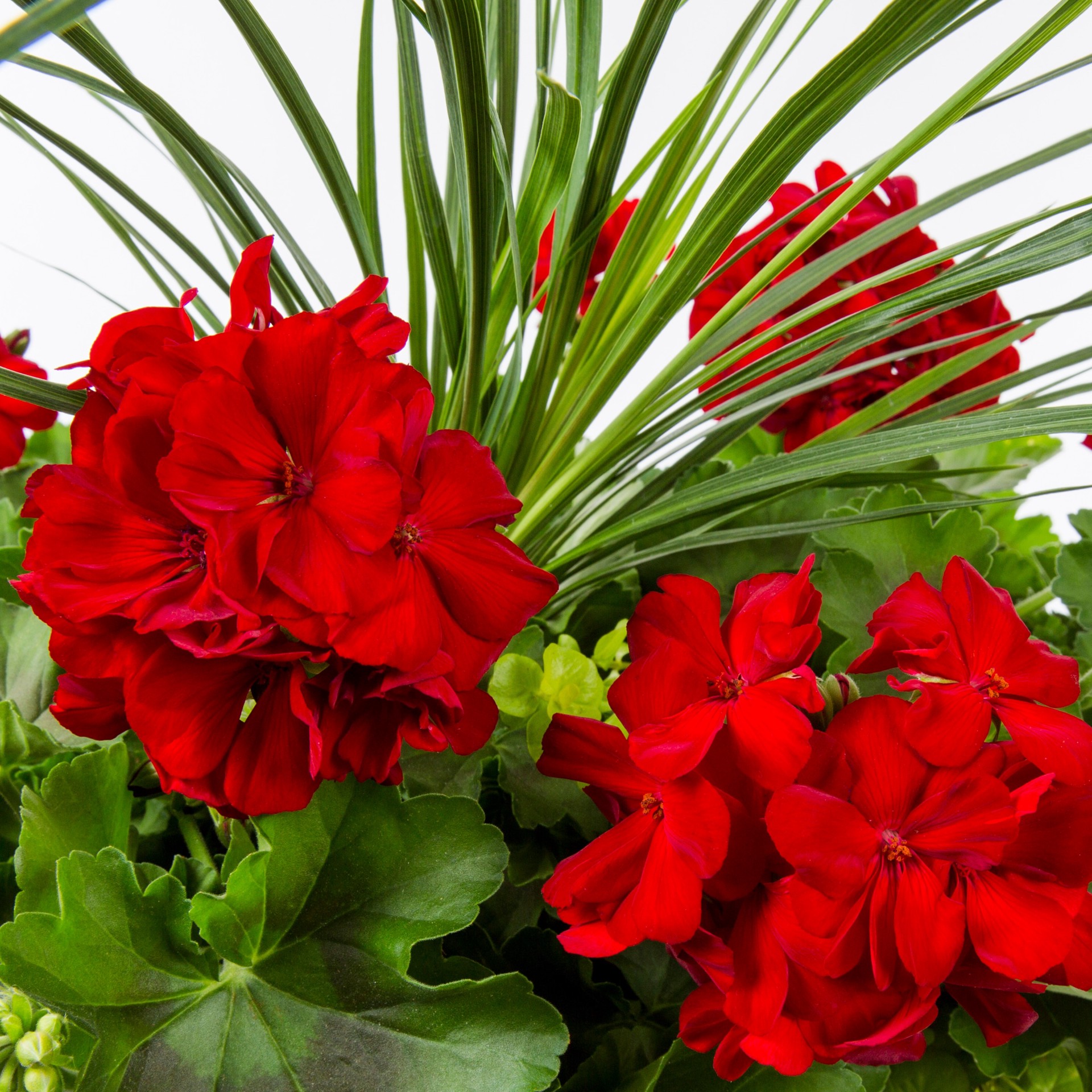 slide 2 of 4, Lowe's Multicolor Geranium in 4 Gallon(s) Planter, 1 ct