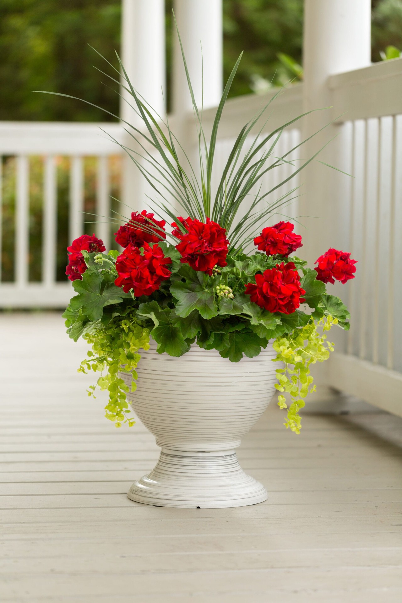 slide 3 of 4, Lowe's Multicolor Geranium in 4 Gallon(s) Planter, 1 ct