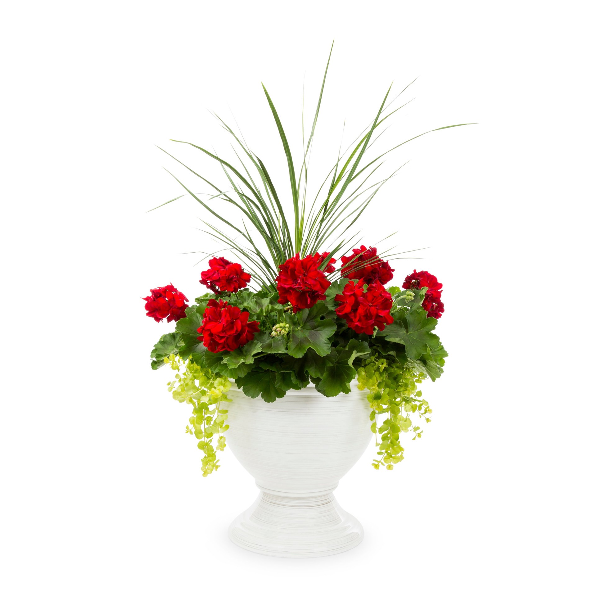 slide 1 of 4, Lowe's Multicolor Geranium in 4 Gallon(s) Planter, 1 ct