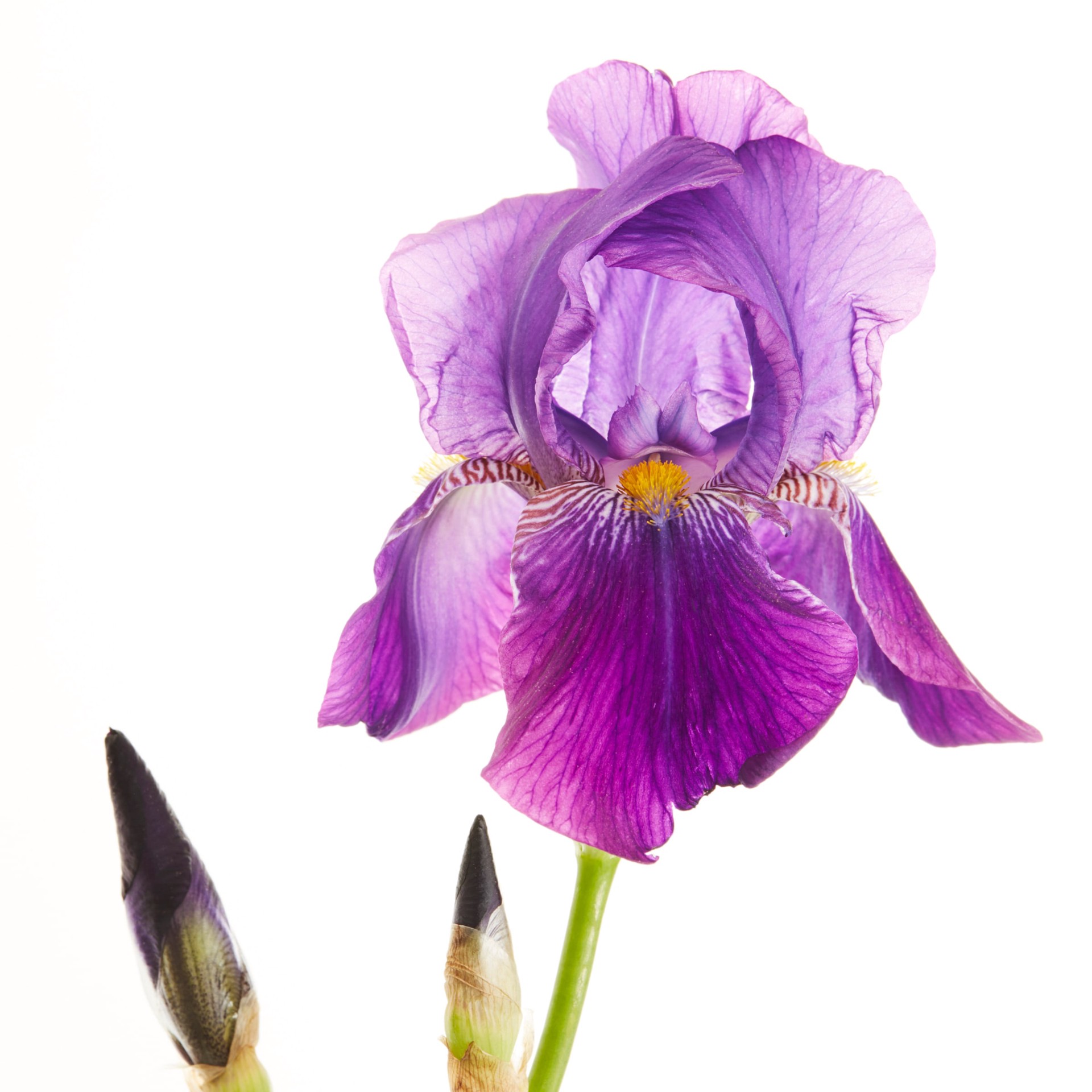 slide 2 of 4, Lowe's Purple Iris Plant in 1 -Gallon Pot 1 -Pack, 1 ct