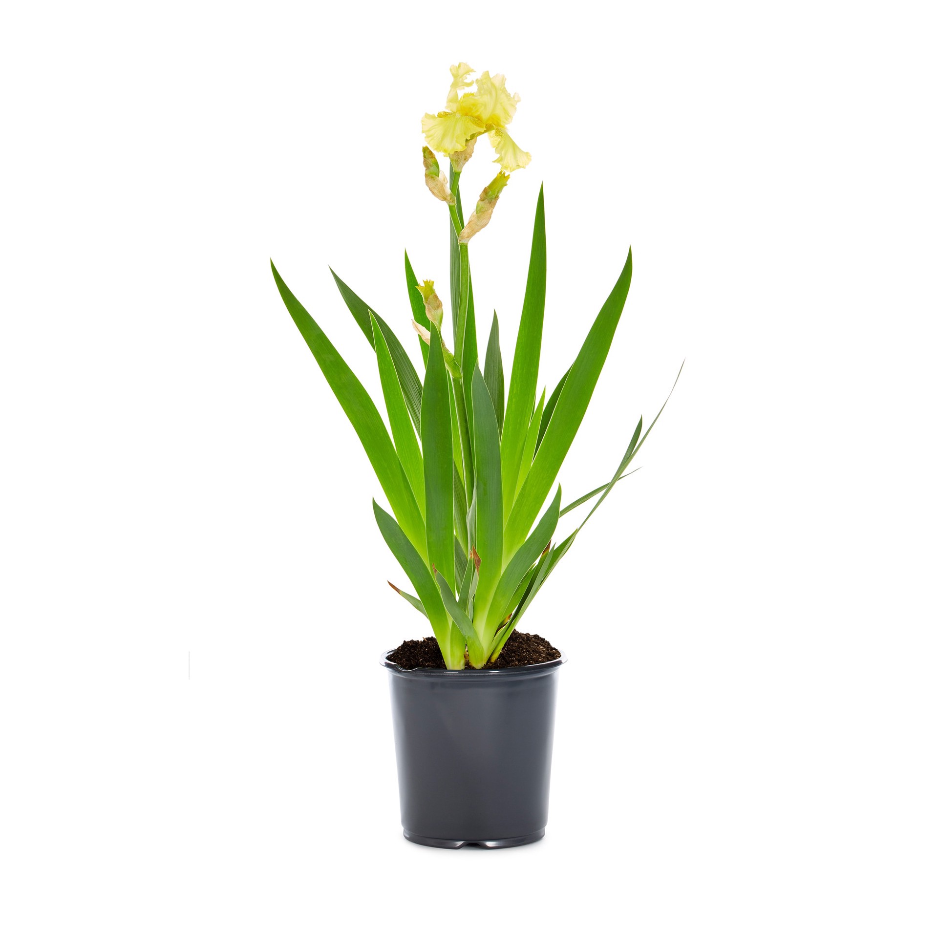slide 3 of 4, Lowe's Purple Iris Plant in 1 -Gallon Pot 1 -Pack, 1 ct