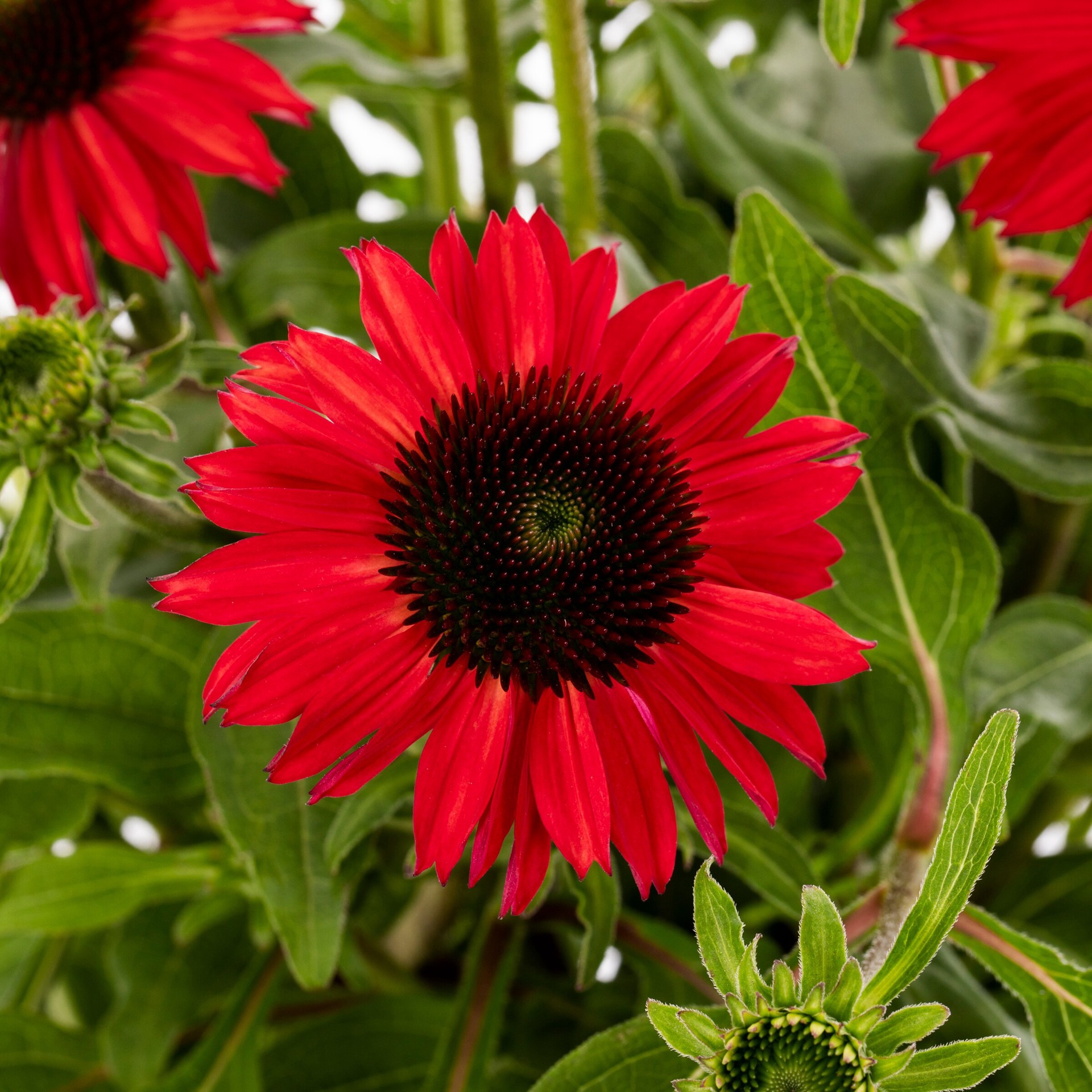 slide 2 of 4, Lowe's Purple Baja Burgundy Coneflower Plant in 2 -Quart Pot 1 -Pack, 1 ct