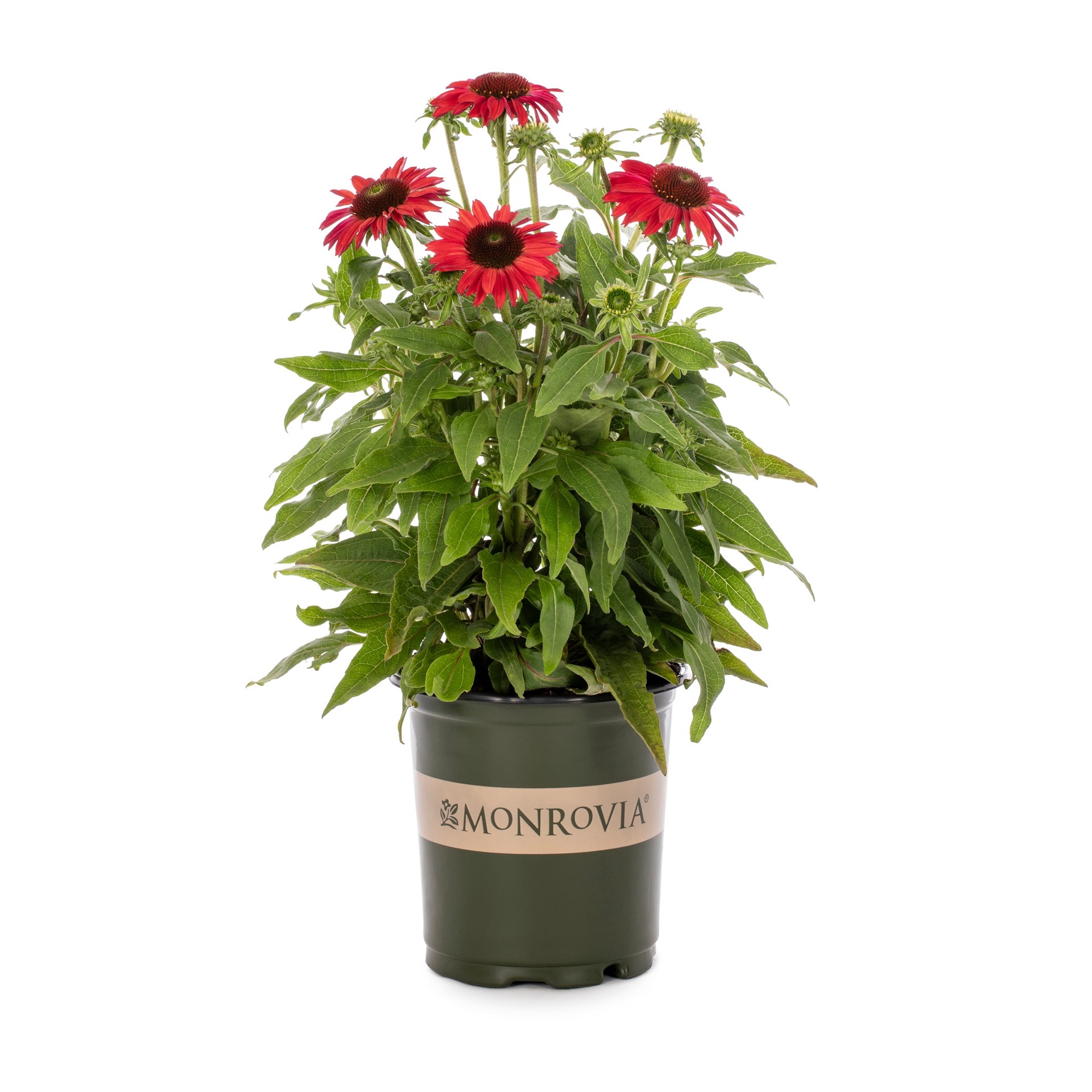 slide 1 of 4, Lowe's Purple Baja Burgundy Coneflower Plant in 2 -Quart Pot 1 -Pack, 1 ct