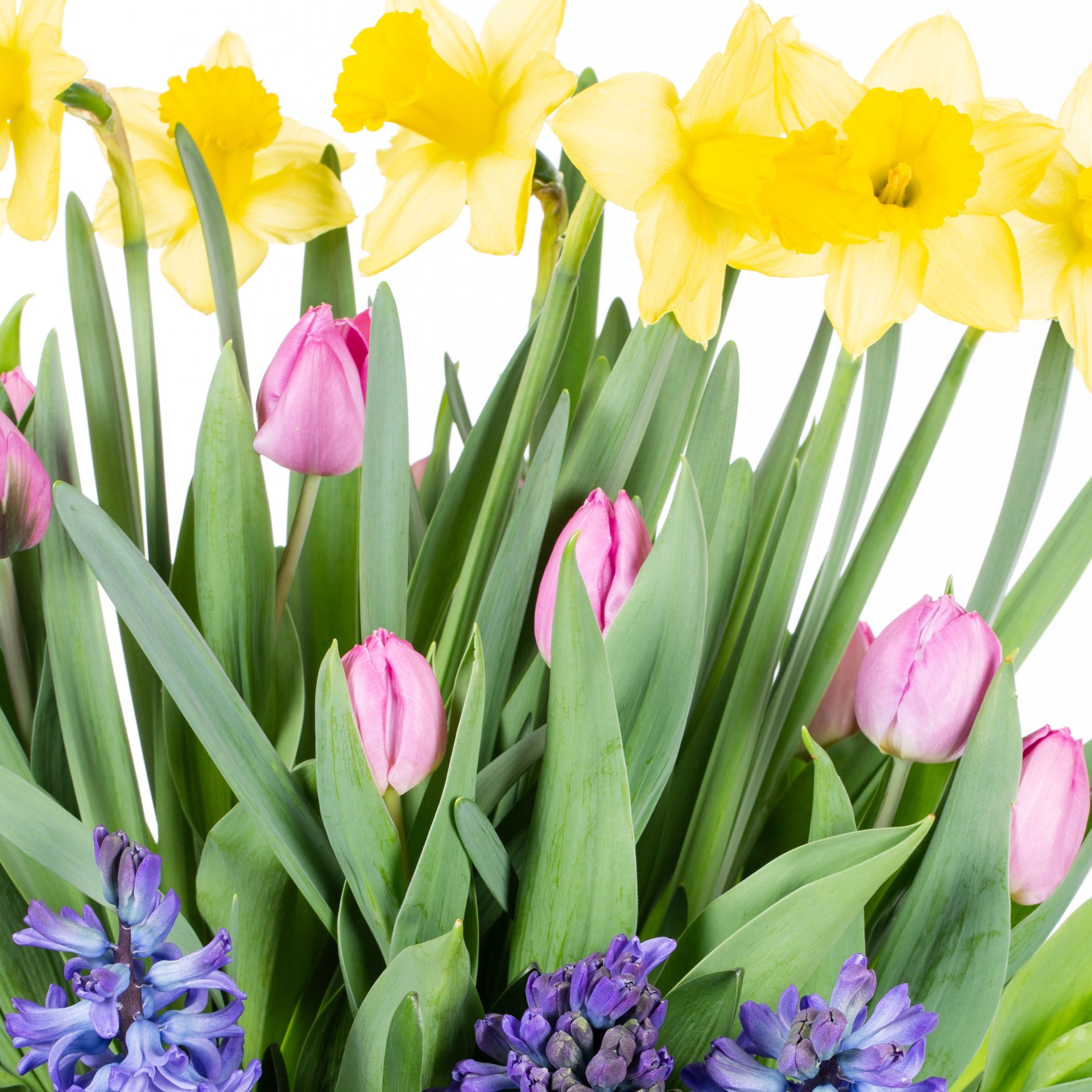 slide 4 of 4, Ready Refill Multicolor Mixed Annuals Combo in 1.5-Gallons Planter, 1 ct