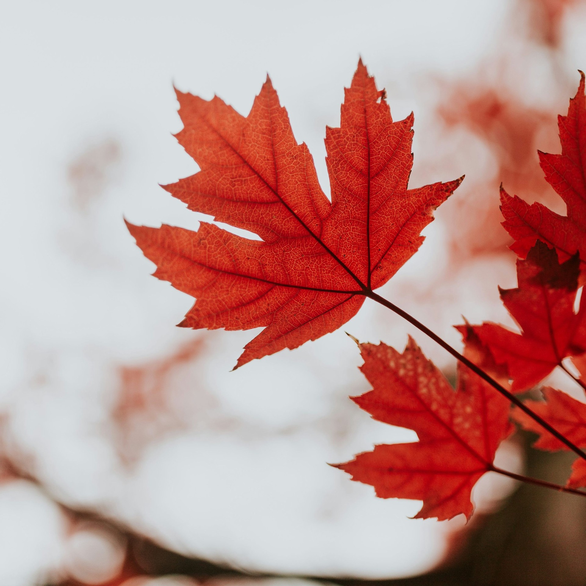 slide 2 of 4, Monrovia 3.58 -Gallon Red Shade October Glory Maple In pot (with soil), 1 ct