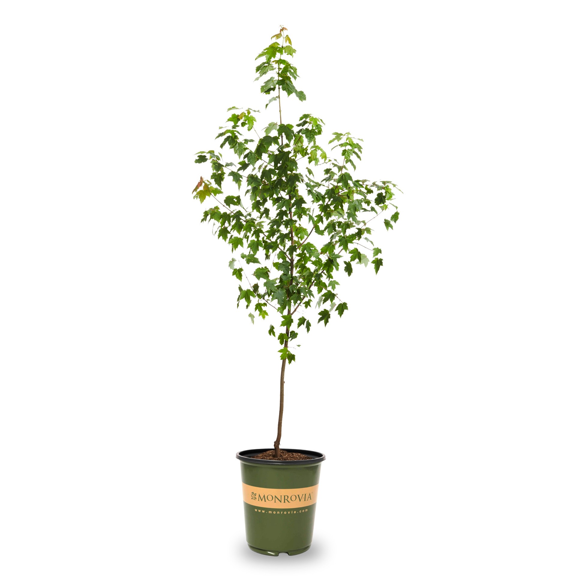 slide 1 of 4, Monrovia 3.58 -Gallon Red Shade October Glory Maple In pot (with soil), 1 ct