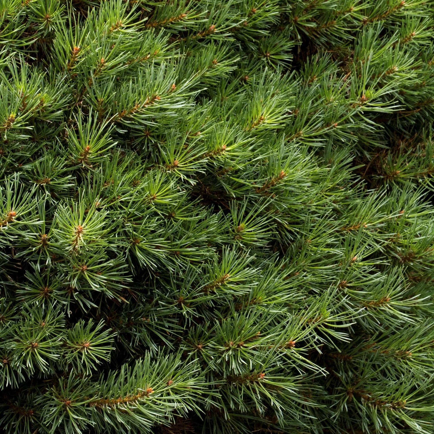 slide 2 of 4, Monrovia Dwarf Scotch Pine Accent Shrub in 3.58 -Gallon Pot 1 -Pack, 1 ct