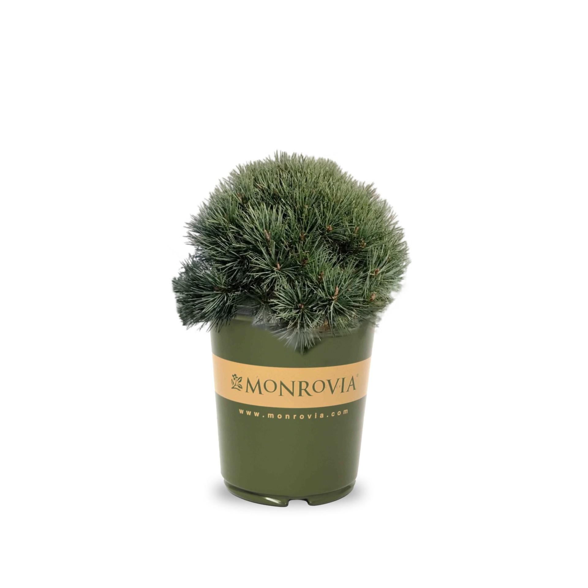 slide 1 of 4, Monrovia Dwarf Scotch Pine Accent Shrub in 3.58 -Gallon Pot 1 -Pack, 1 ct