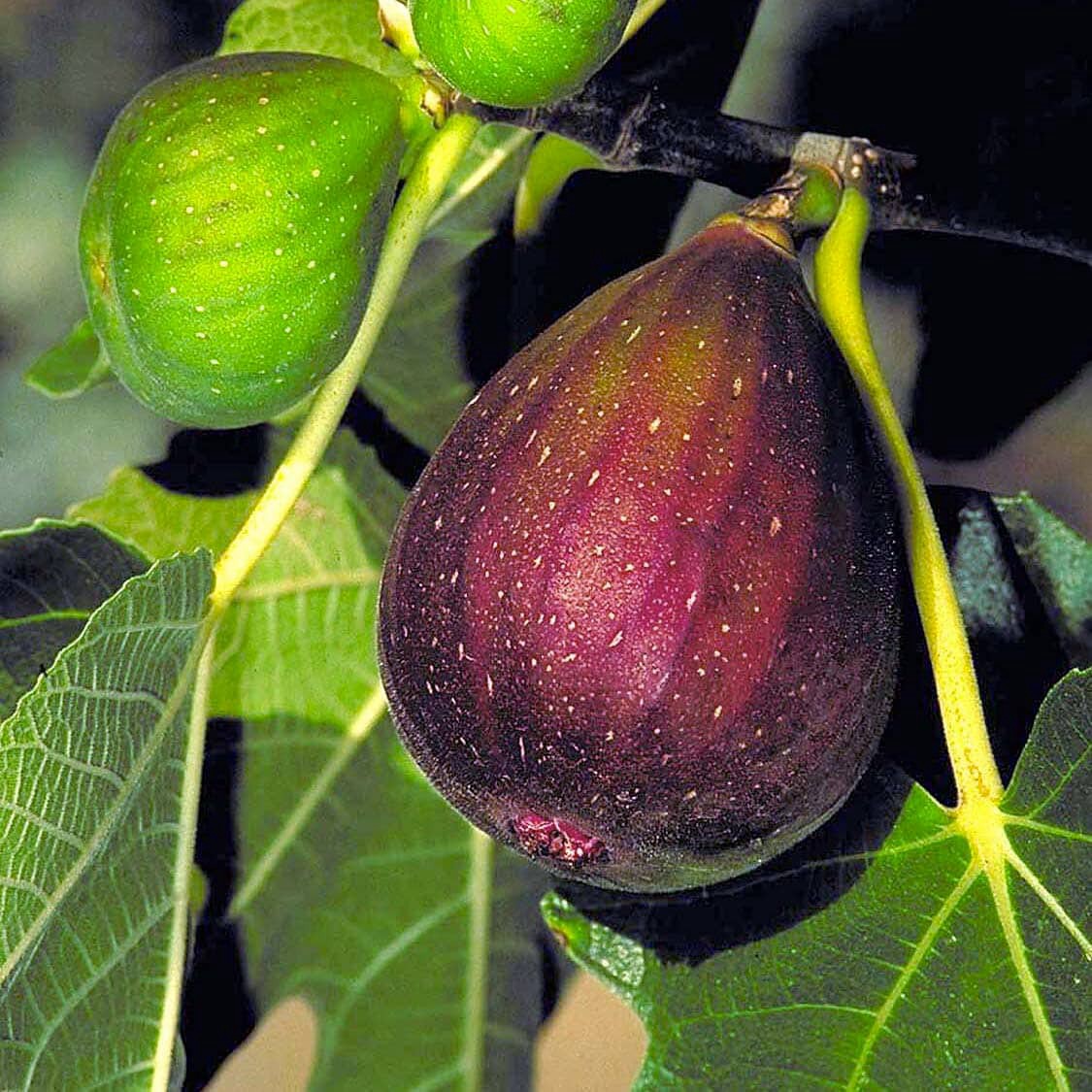 slide 2 of 4, Monrovia 1.73 -Gallon Green Fruit Brown Turkey Fig In pot (with soil), 1 ct