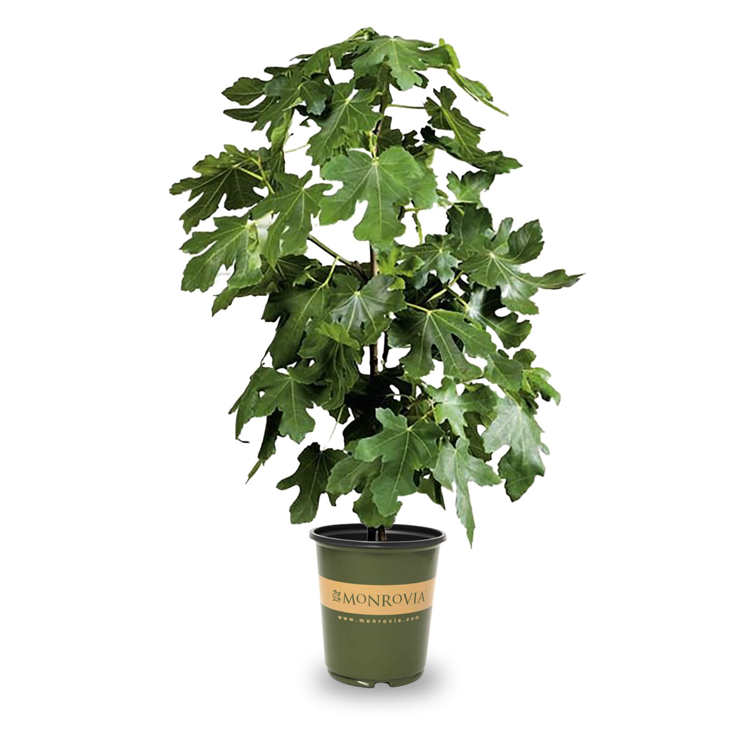 slide 1 of 4, Monrovia 1.73 -Gallon Green Fruit Brown Turkey Fig In pot (with soil), 1 ct