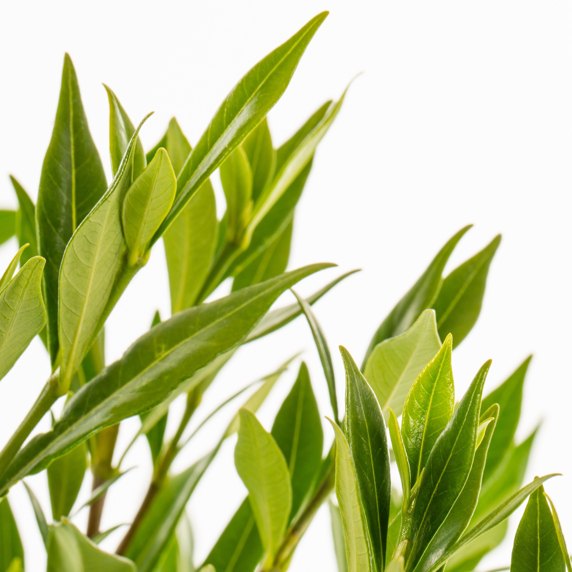 slide 2 of 2, Lowe's Gardenia Frost Proof Shrub in 2.5 -Quart, 1 ct