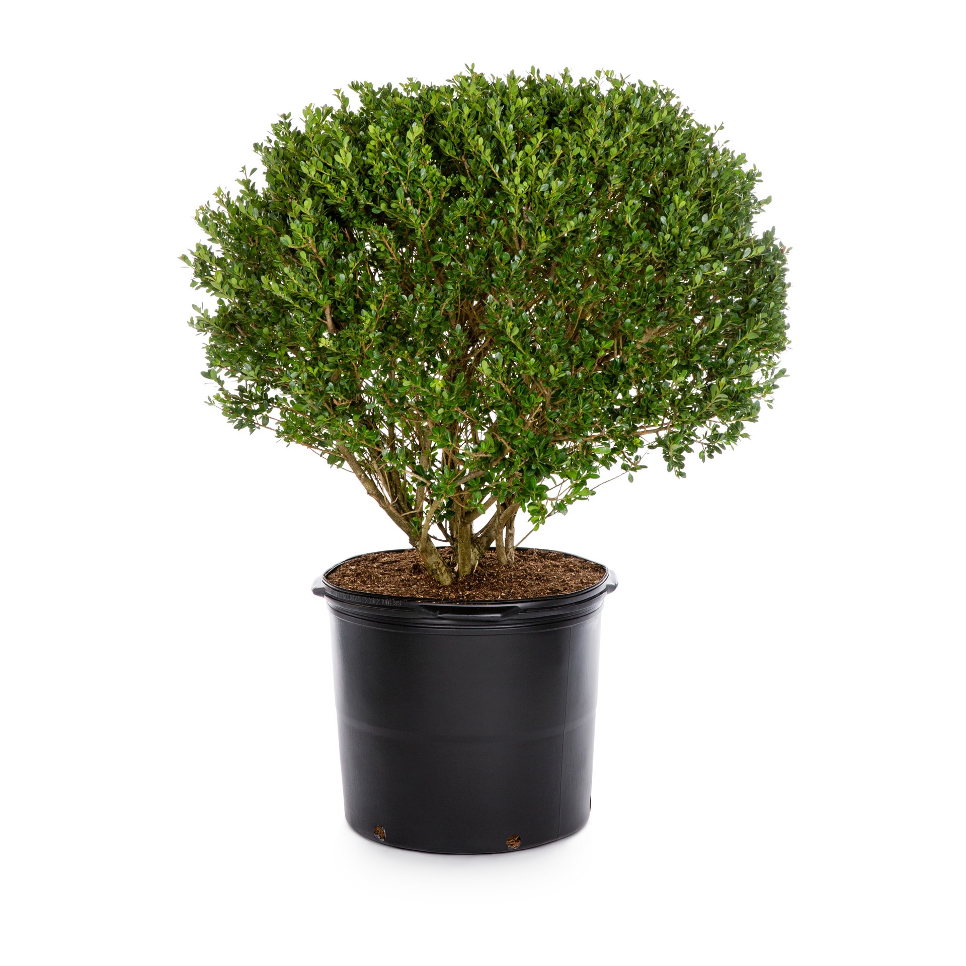 slide 1 of 4, Lowe's Soft Touch Compact Holly Foundation/Hedge Shrub in 2.25 -Gallon Pot 1 -Pack with White Blooms, 1 ct