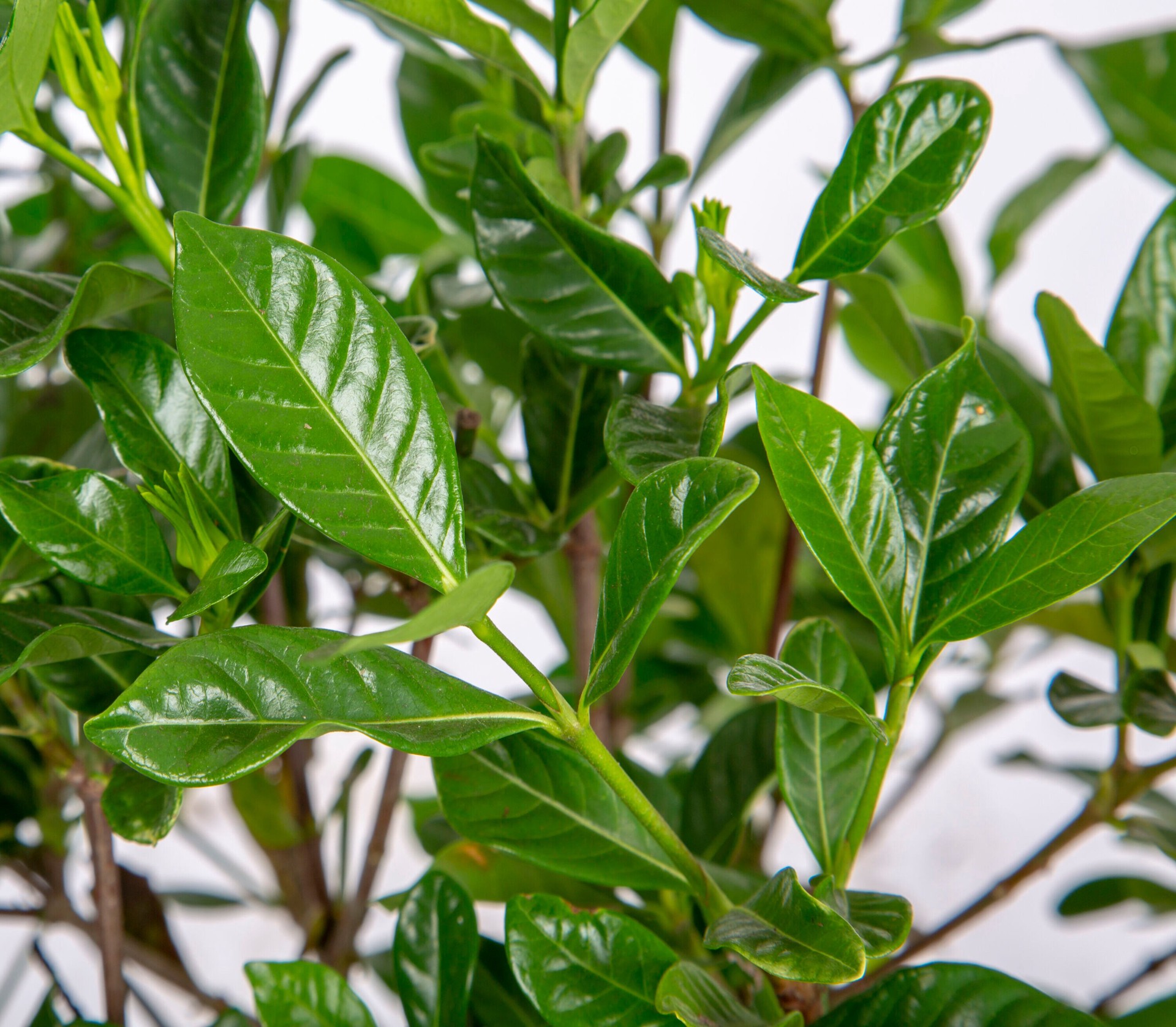 slide 2 of 4, Monrovia August Beauty Gardenia Flowering Shrub in 1.73 -Gallon Pot 1 -Pack with White Blooms, 1 ct