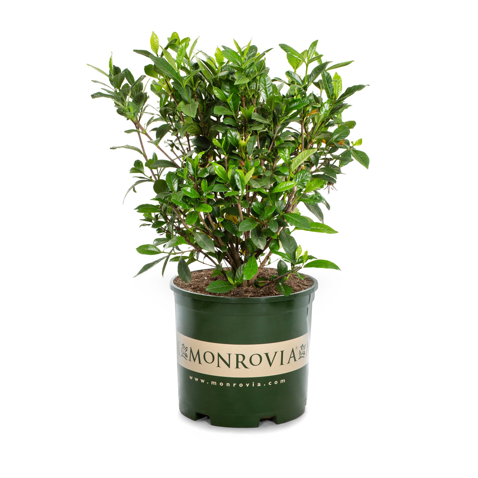 slide 1 of 4, Monrovia August Beauty Gardenia Flowering Shrub in 1.73 -Gallon Pot 1 -Pack with White Blooms, 1 ct