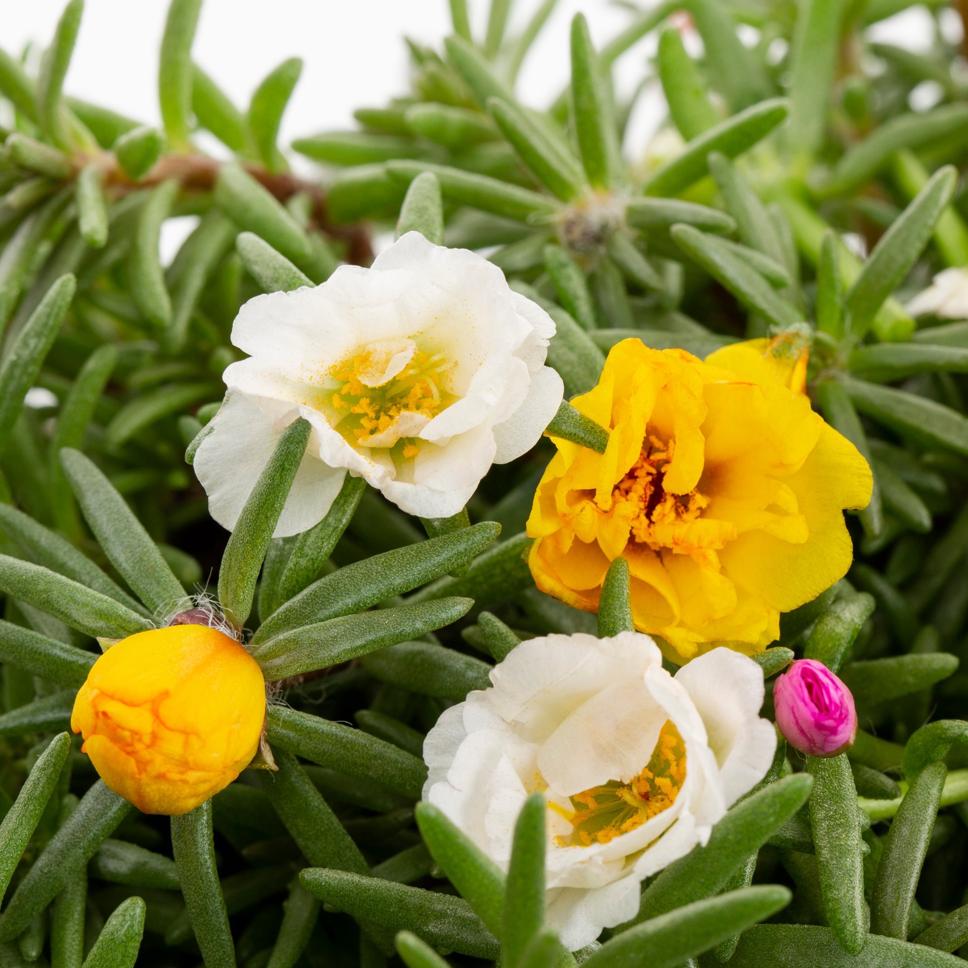 slide 2 of 4, Lowe's Multicolor Purslane in 8 -Pack Tray 8 -Pack, 1 ct