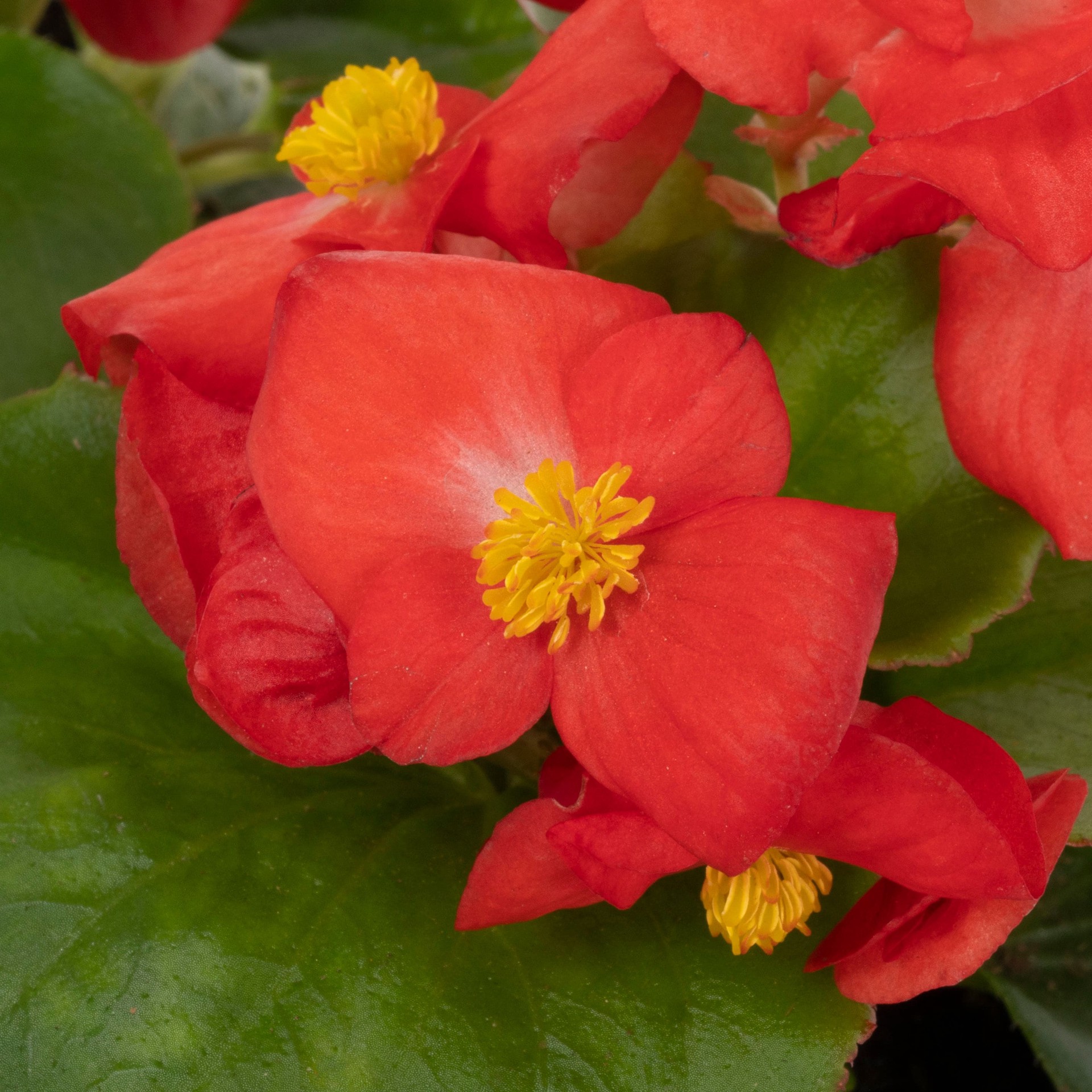 slide 2 of 4, Lowe's Multicolor BEGONIA in 2.2 Quart(s) Pot 2 -Pack, 1 ct