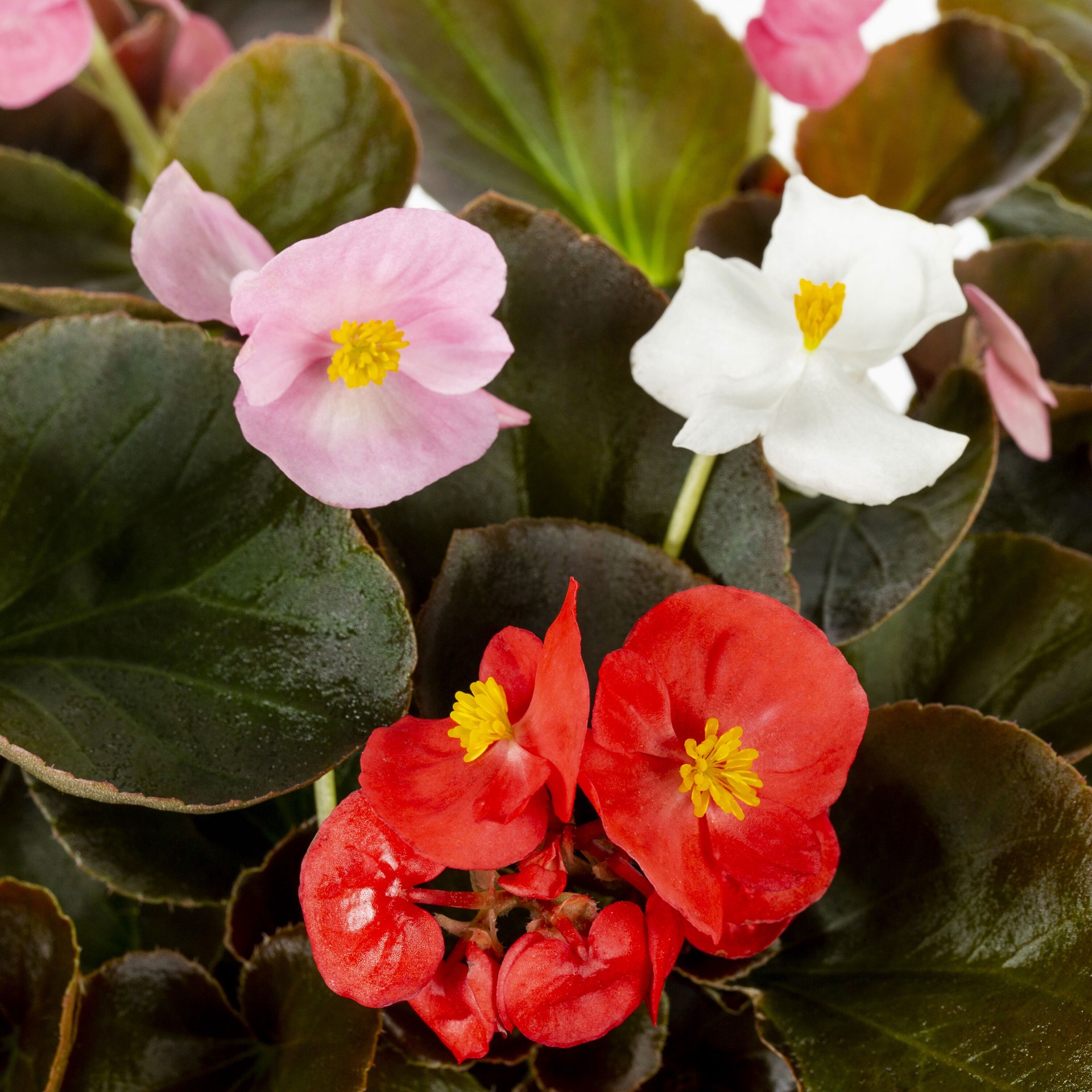slide 2 of 4, Lowe's Multicolor Begonia in 8-Pack Tray, 1 ct
