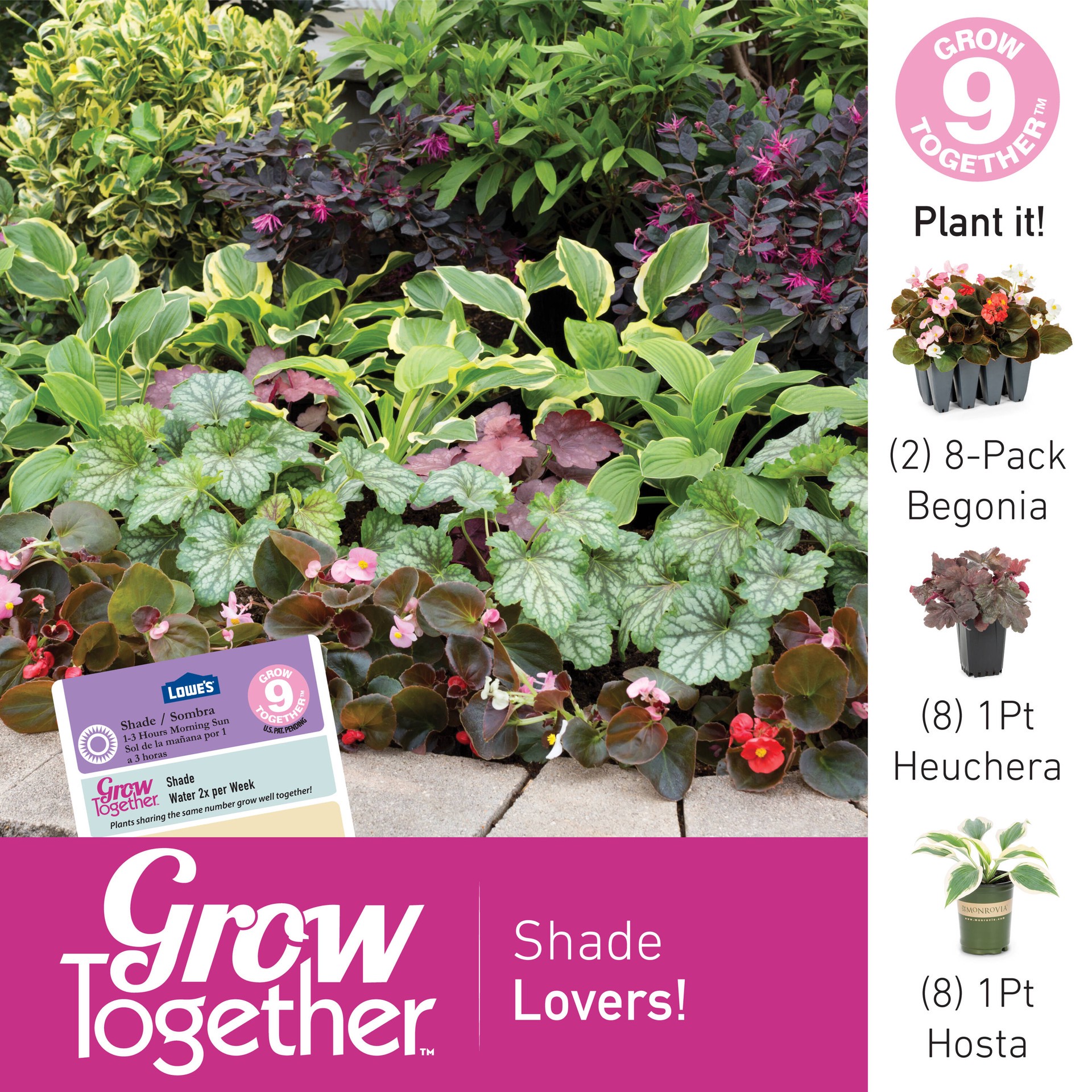 slide 4 of 4, Lowe's Multicolor Begonia in 8-Pack Tray, 1 ct