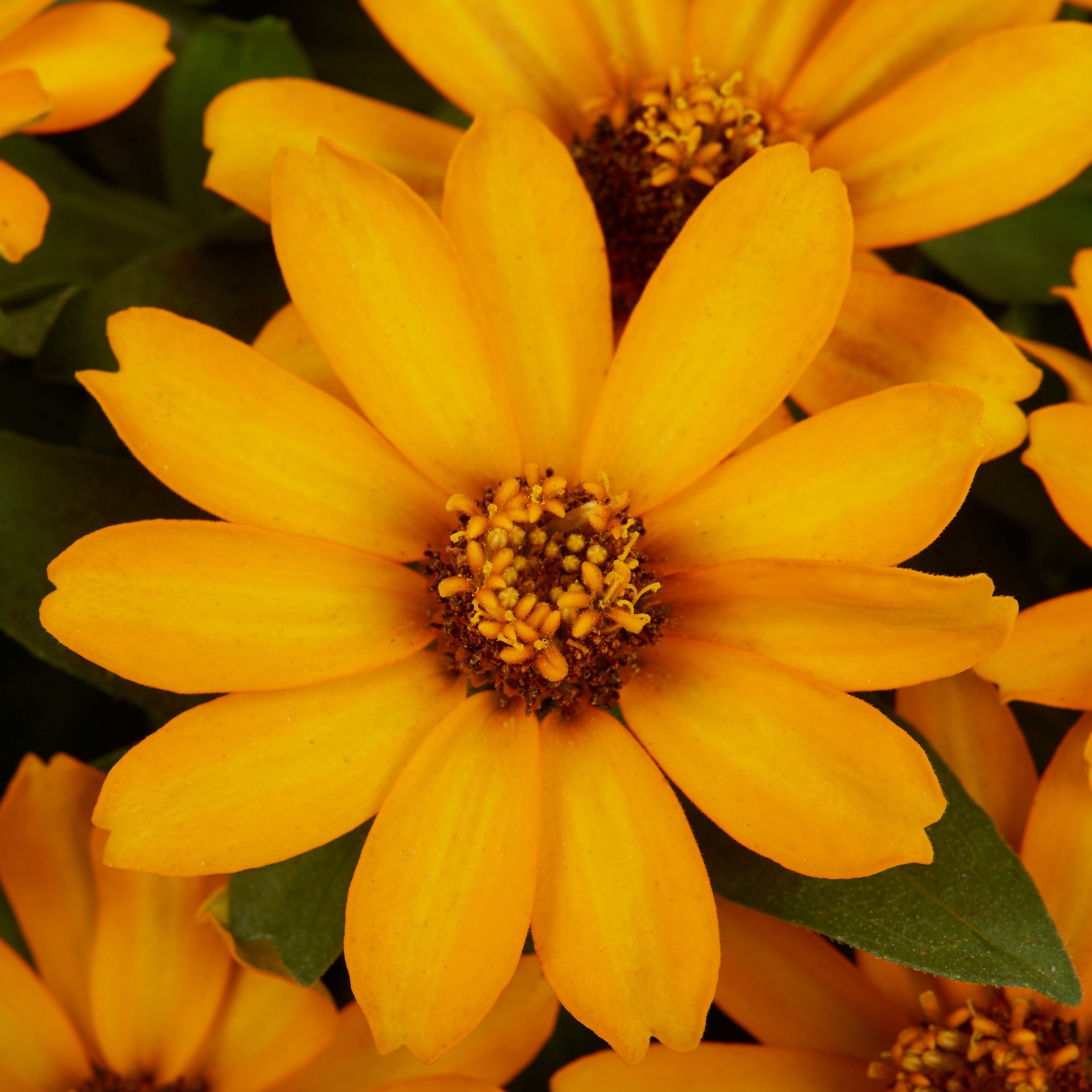 slide 2 of 4, Lowe's Multicolor Zinnia in 8 -Pack Tray 1 -Pack, 1 ct