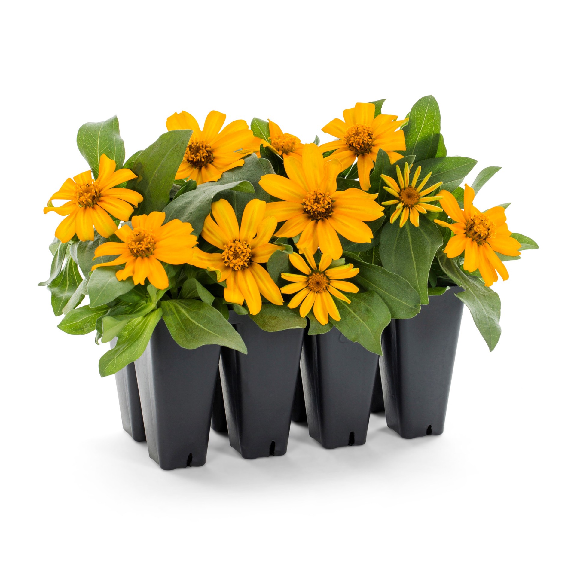 slide 1 of 4, Lowe's Multicolor Zinnia in 8 -Pack Tray 1 -Pack, 1 ct