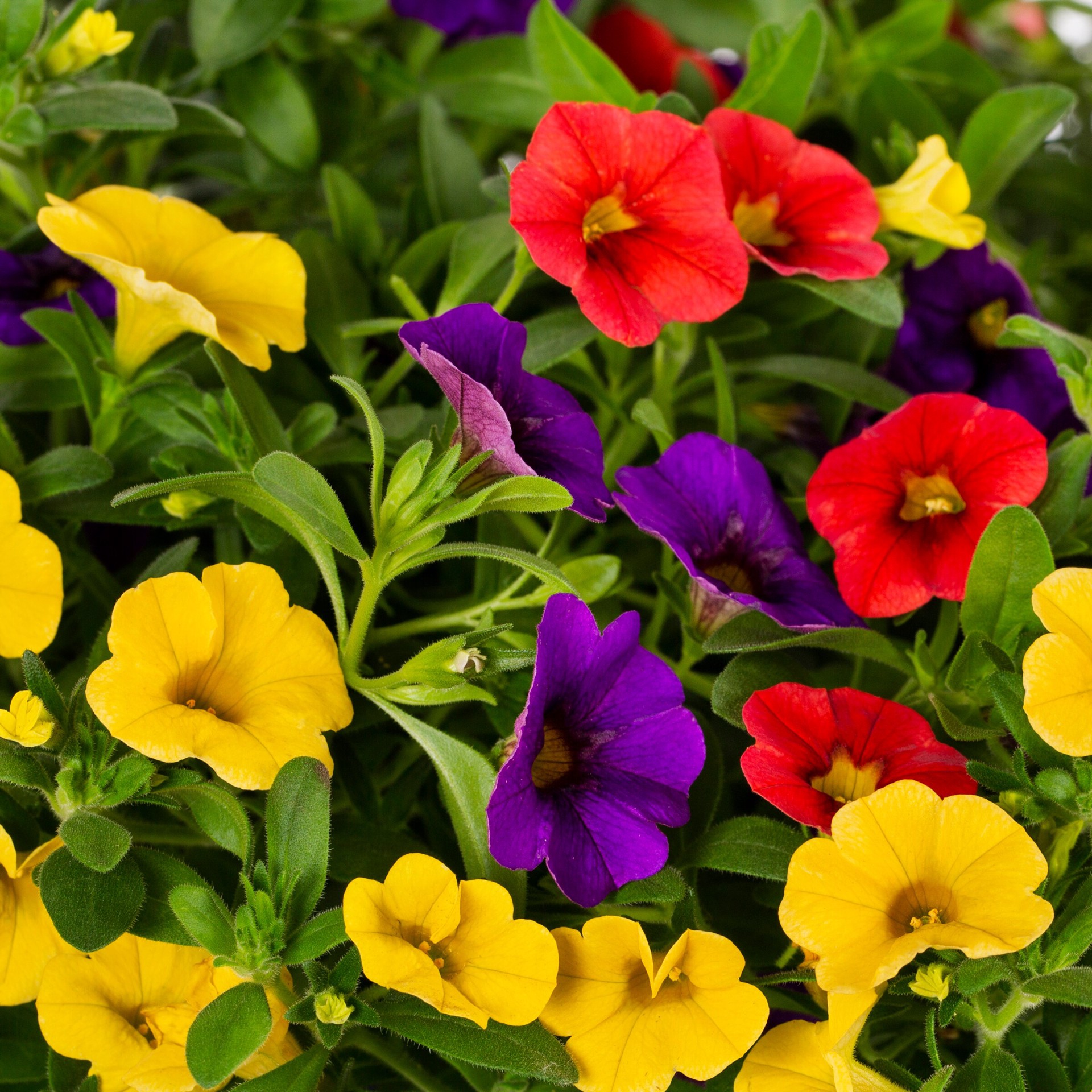 slide 2 of 3, Lowe's Multicolor Calibrachoa in 2 Gallon(s) 1 -Pack, 1 ct