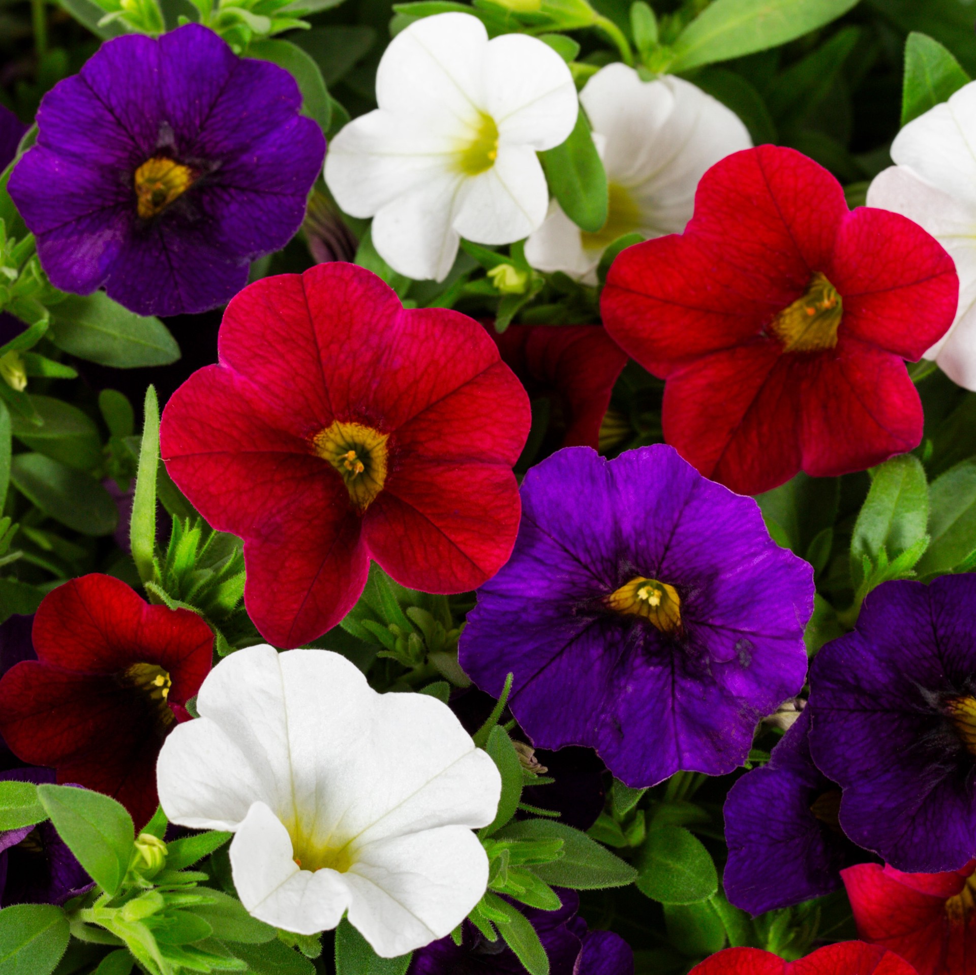 slide 2 of 5, Lowe's Multicolor Calibrachoa in 2 Gallon(s) Planter 1 -Pack, 1 ct
