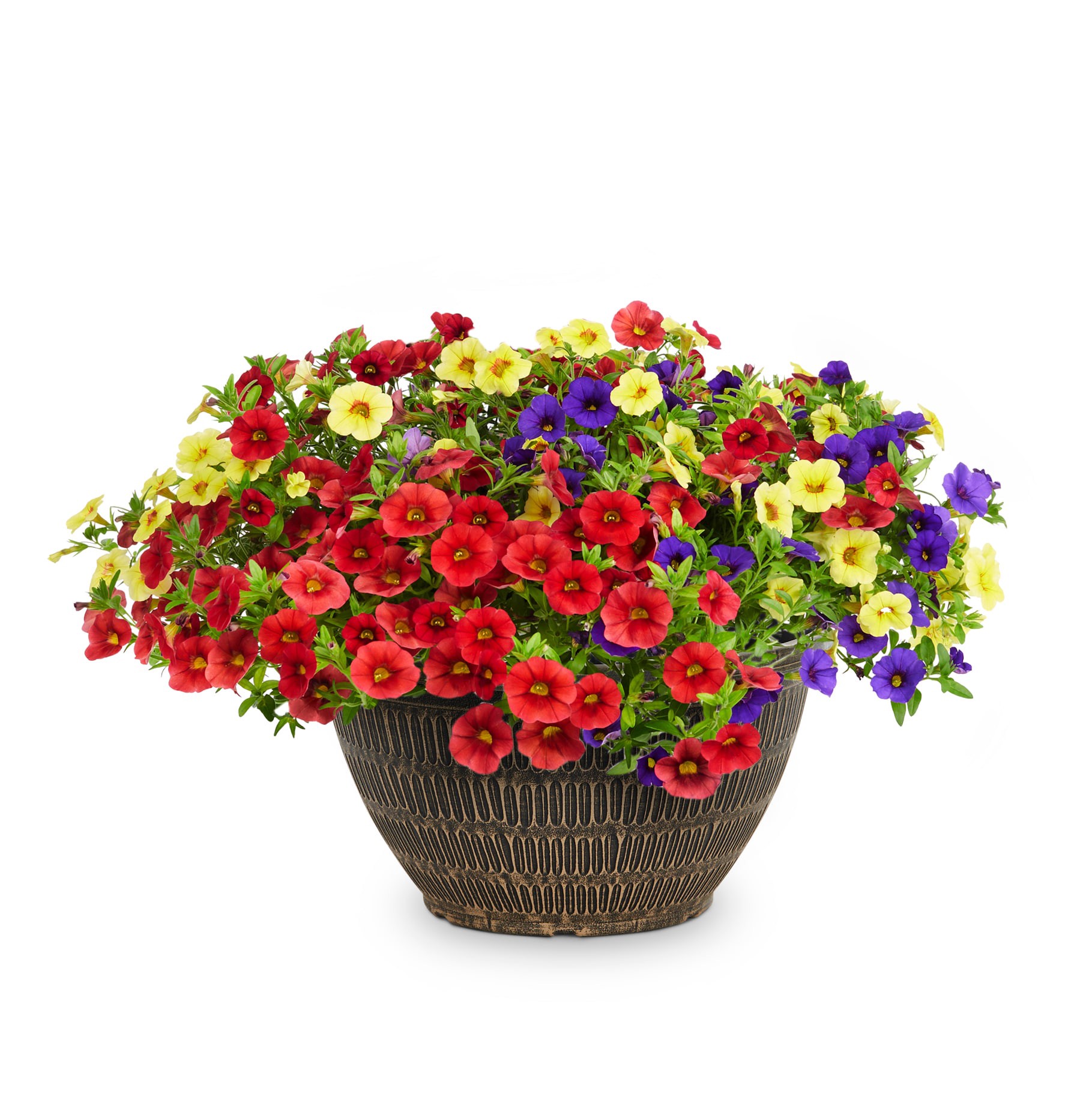 slide 3 of 3, Lowe's Multicolor Calibrachoa in 2 Gallon(s) 1 -Pack, 1 ct
