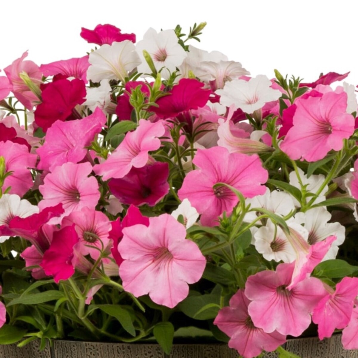 slide 2 of 2, Lowe's Shocking Pink in 2.5, 1 ct