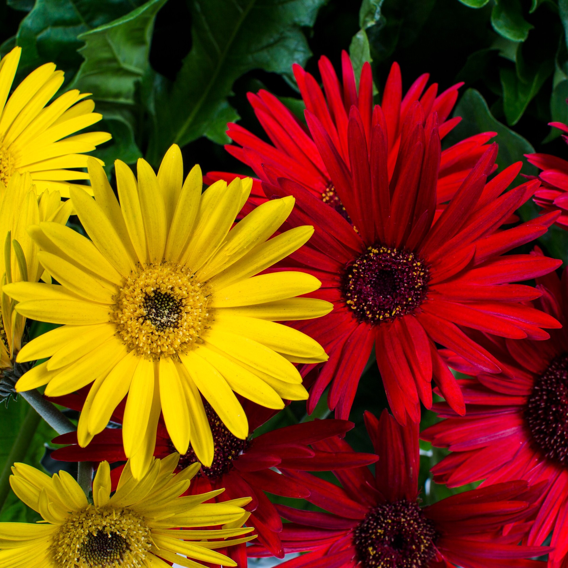 slide 2 of 2, Lowe's Multicolor Gerbera in 2.5 Gallon(s) Planter, 1 ct