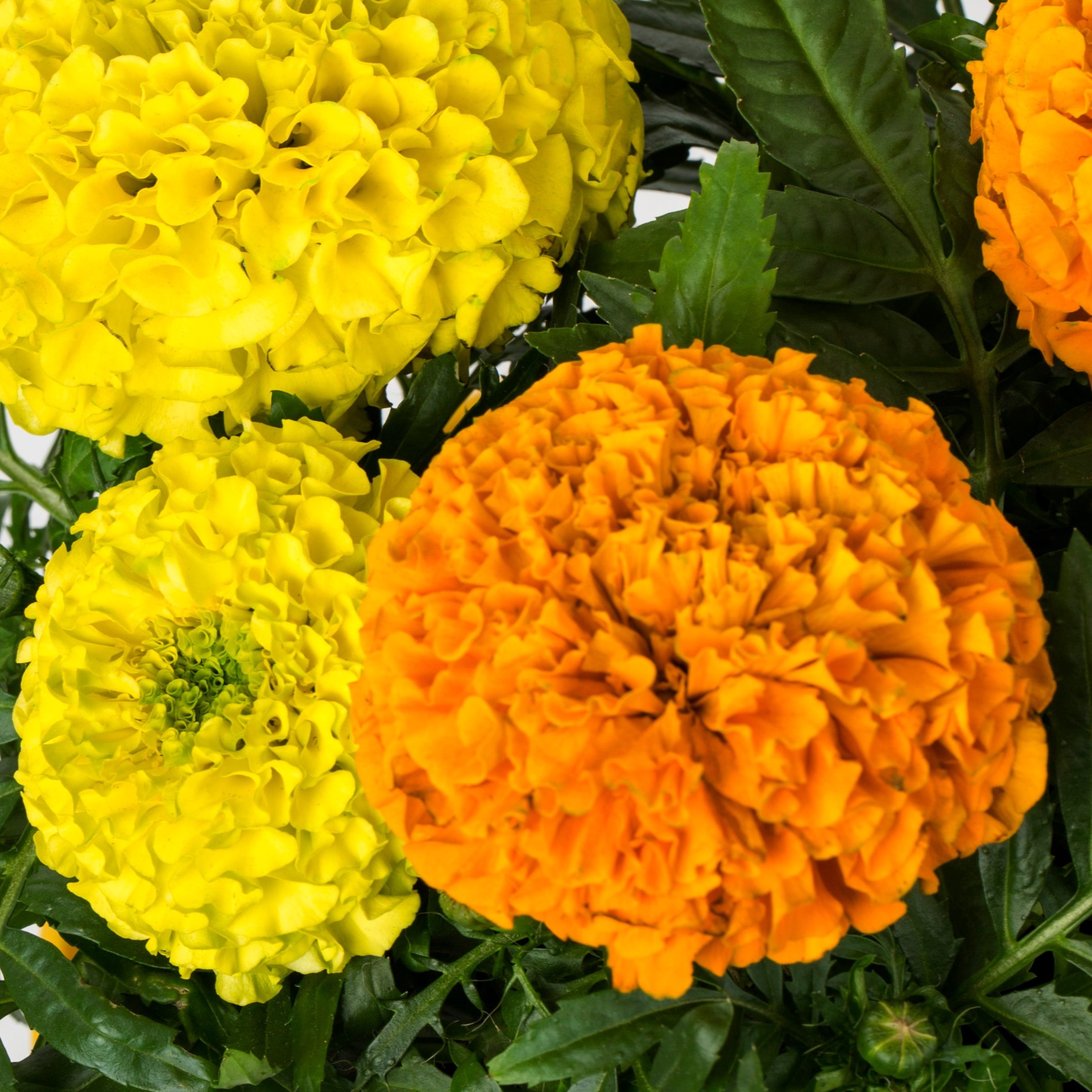 slide 2 of 4, Lowe's Multicolor Marigold in 2.5 Gallon(s) Planter 12 -Pack, 1 ct