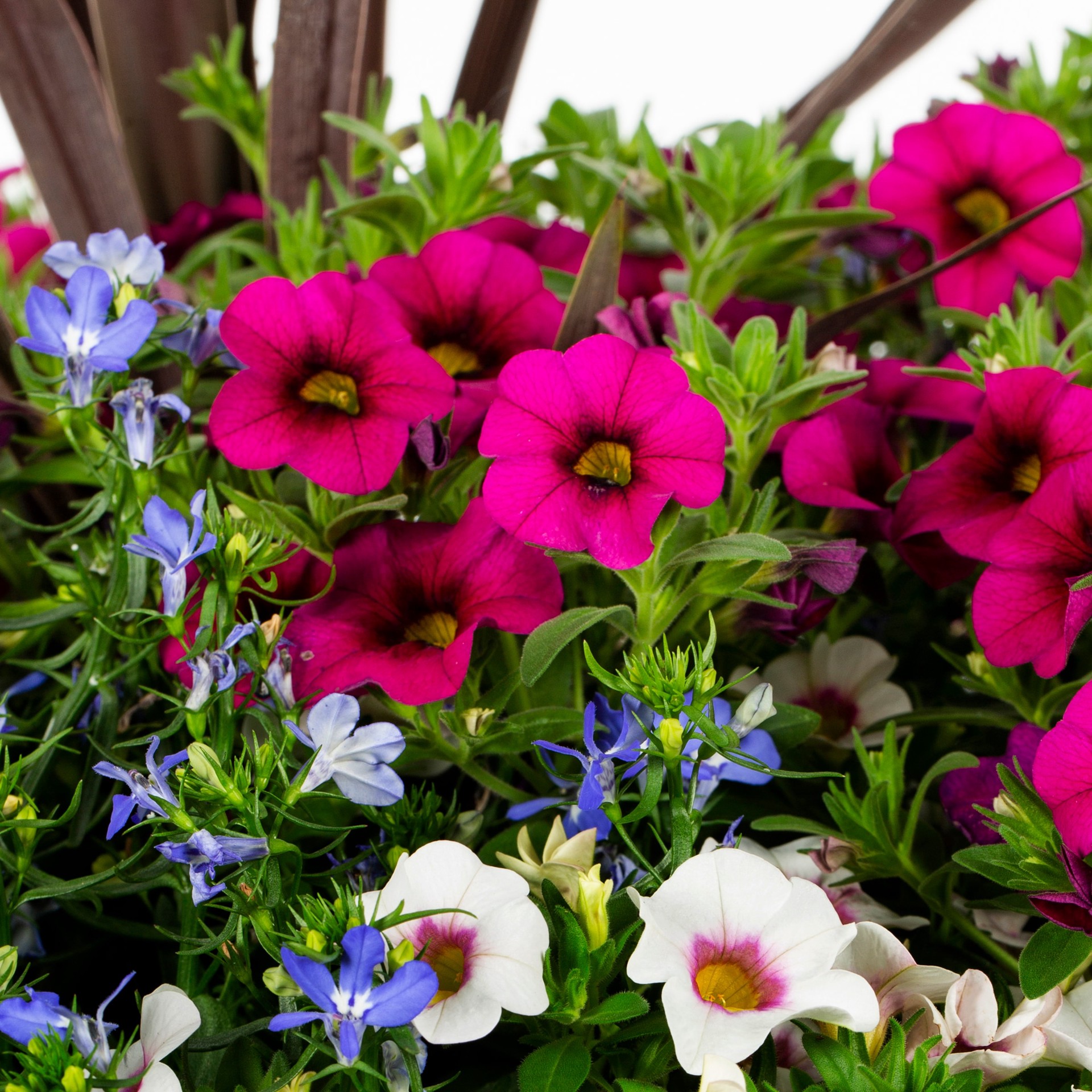 slide 2 of 4, Lowe's Multicolor Waterloo in 2.5 Gallon(s) Planter 5 -Pack, 1 ct