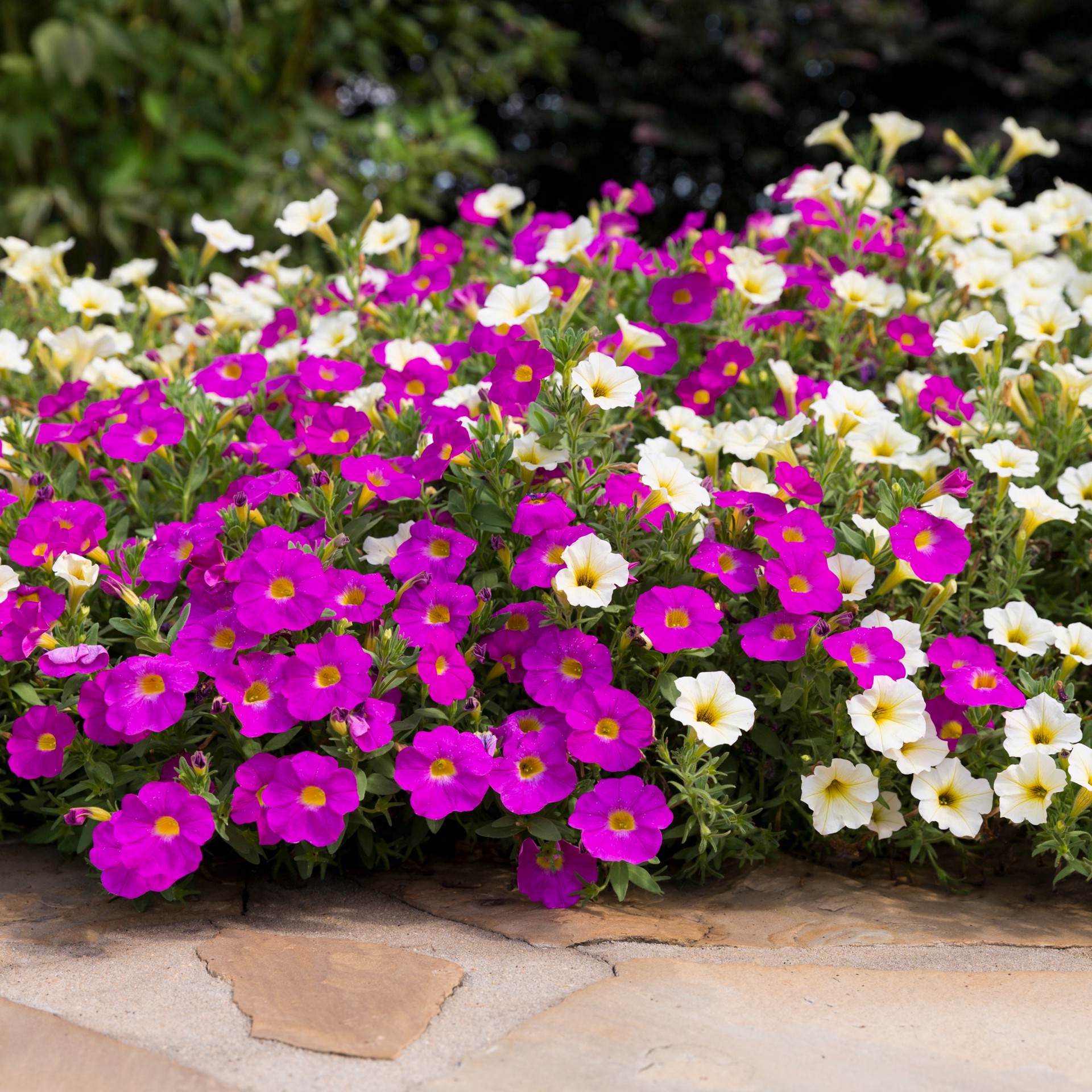 slide 4 of 4, Lowe's Multicolor Waterloo in 2.5 Gallon(s) Planter 5 -Pack, 1 ct