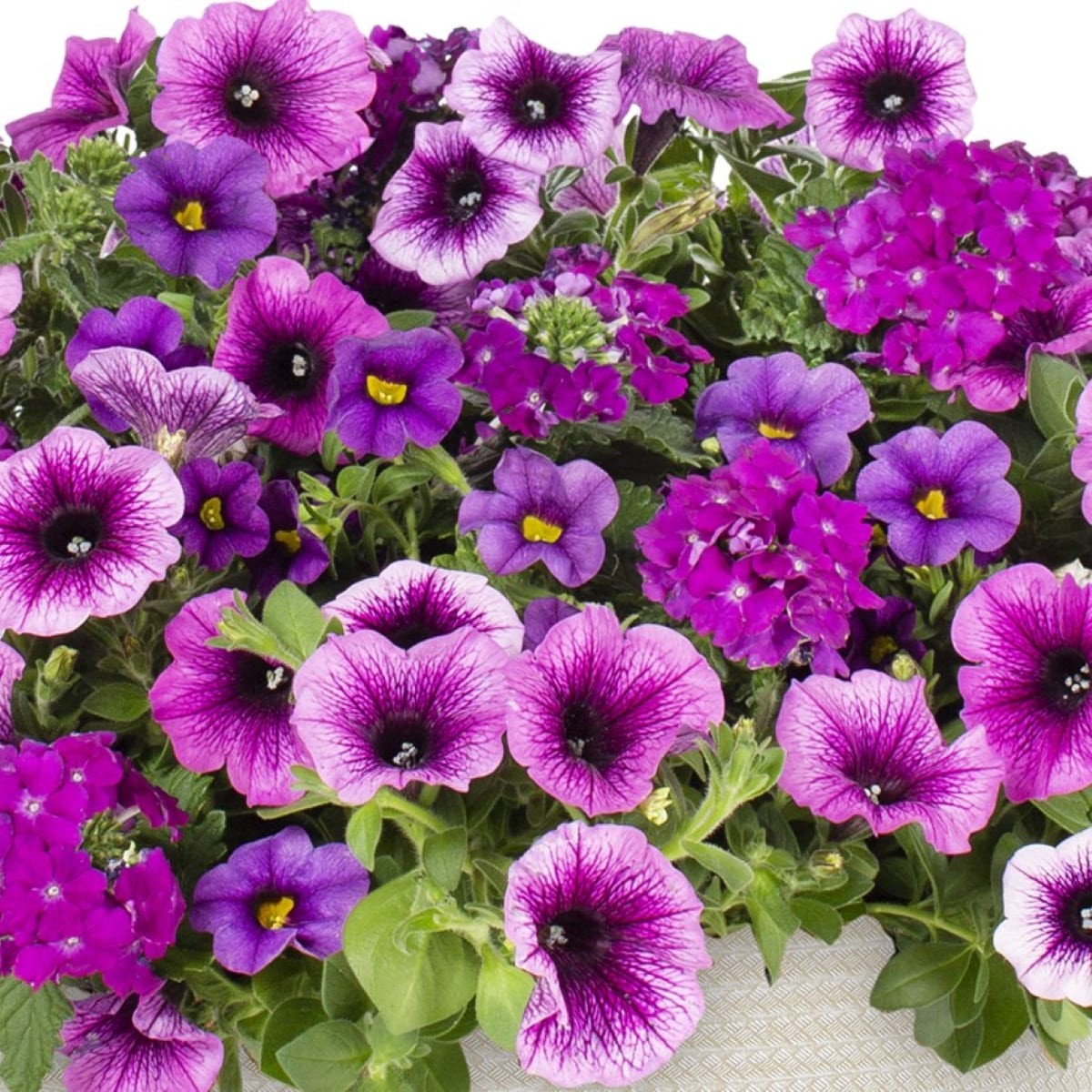 slide 2 of 2, Lowe's Purple Cleopatra in 2 Gallon(s), 1 ct