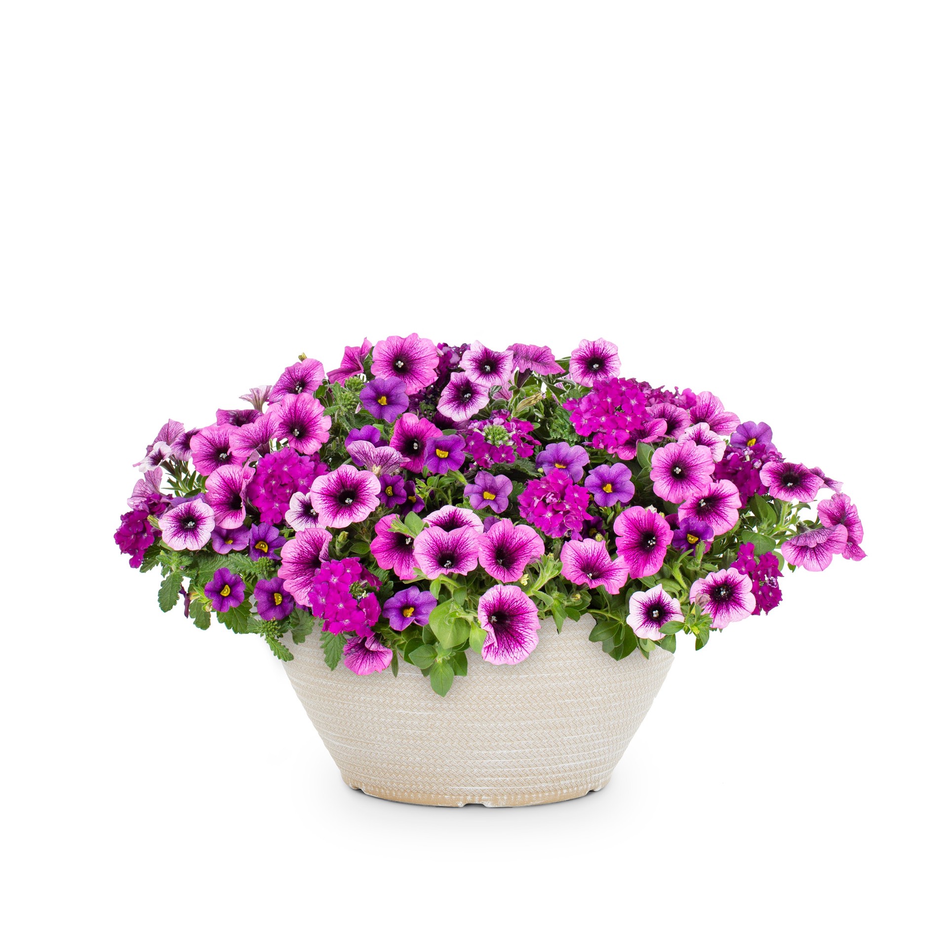 slide 1 of 2, Lowe's Purple Cleopatra in 2 Gallon(s), 1 ct