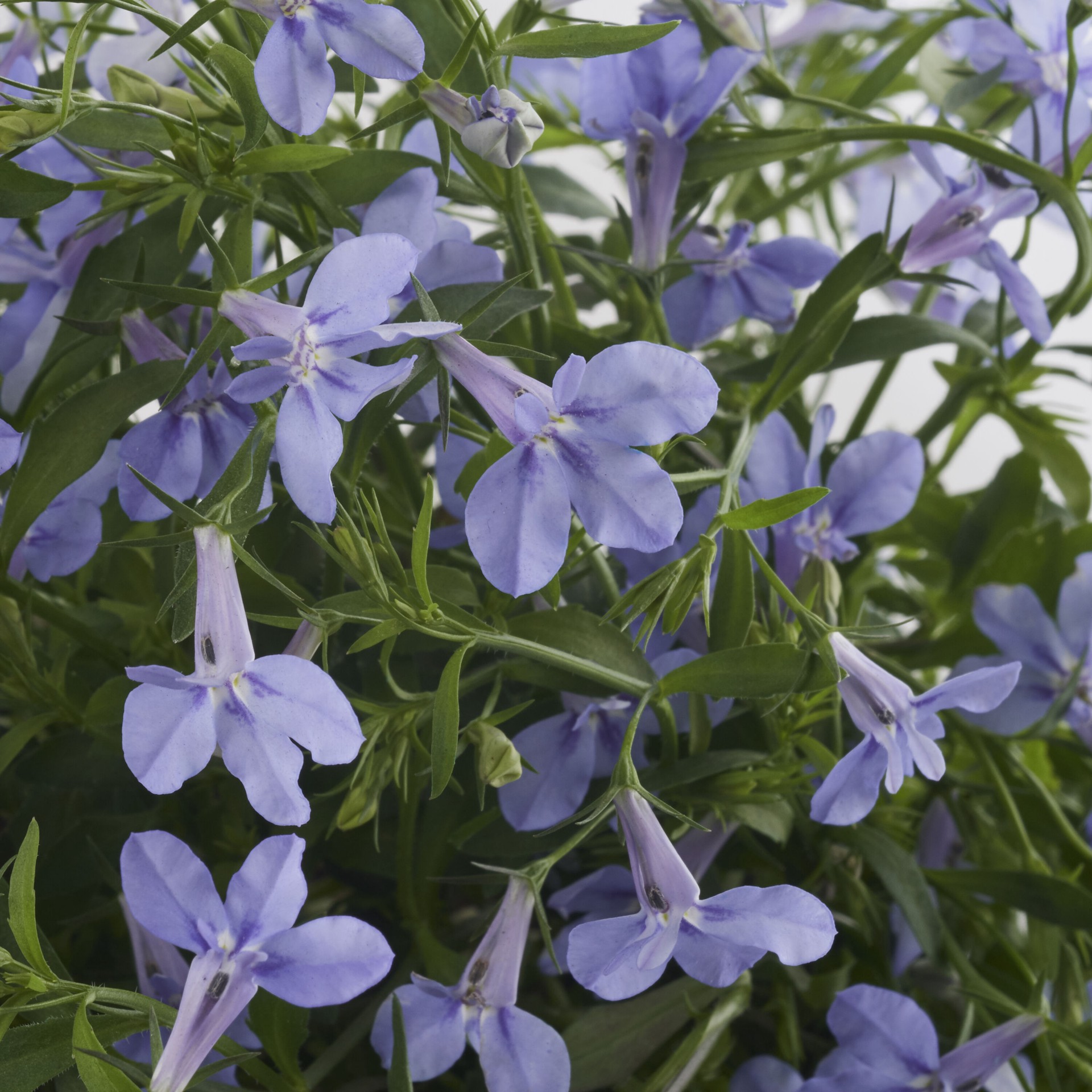 slide 2 of 2, Lowe's Multicolor Lobelia in 8-Pack Tray, 1 ct