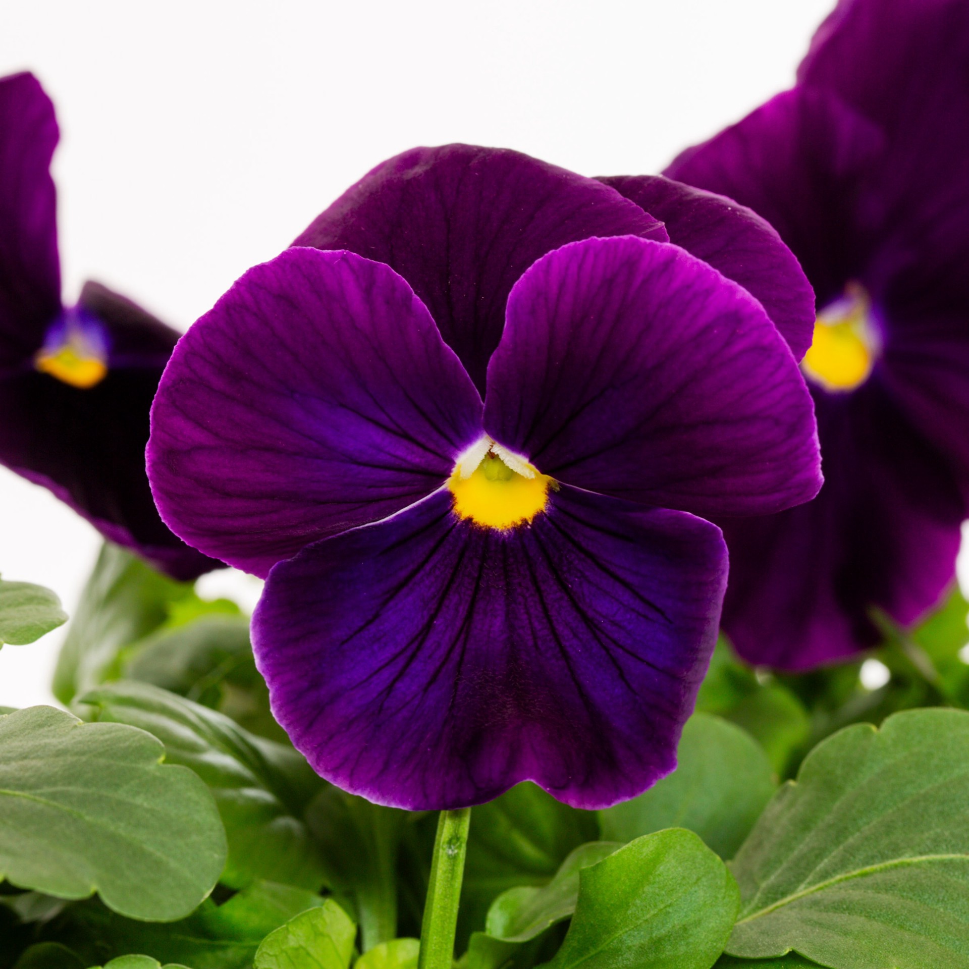 slide 3 of 4, Lowe's Multicolor Pansy in 8-Pack Tray, 1 ct