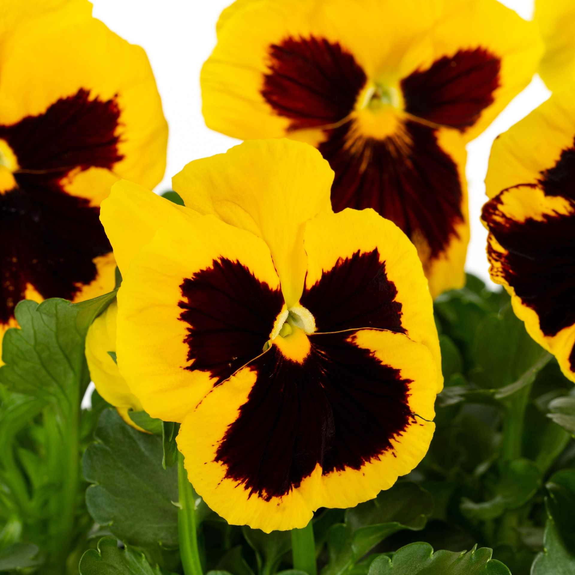 slide 4 of 4, Lowe's Multicolor Pansy in 8-Pack Tray, 1 ct