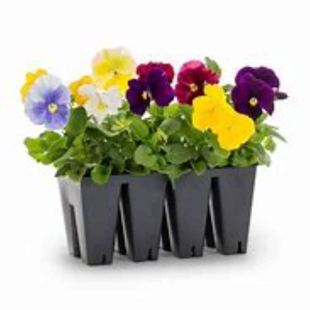 slide 1 of 4, Lowe's Multicolor Pansy in 8-Pack Tray, 1 ct