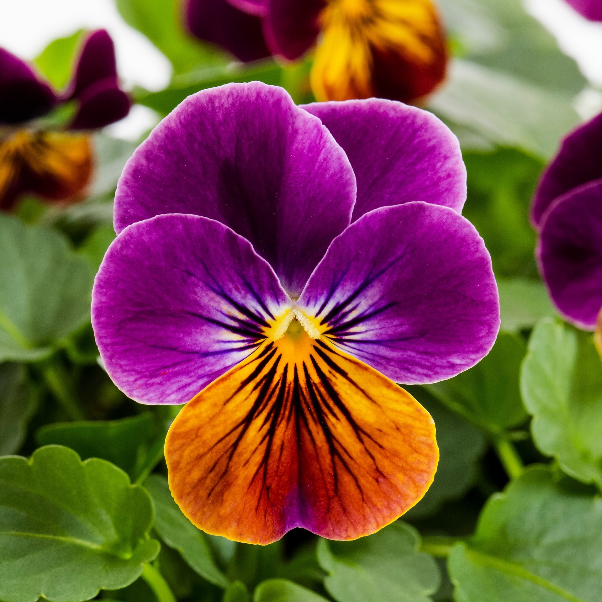 slide 2 of 6, Lowe's Multicolor Viola in 8-Pack Tray, 1 ct