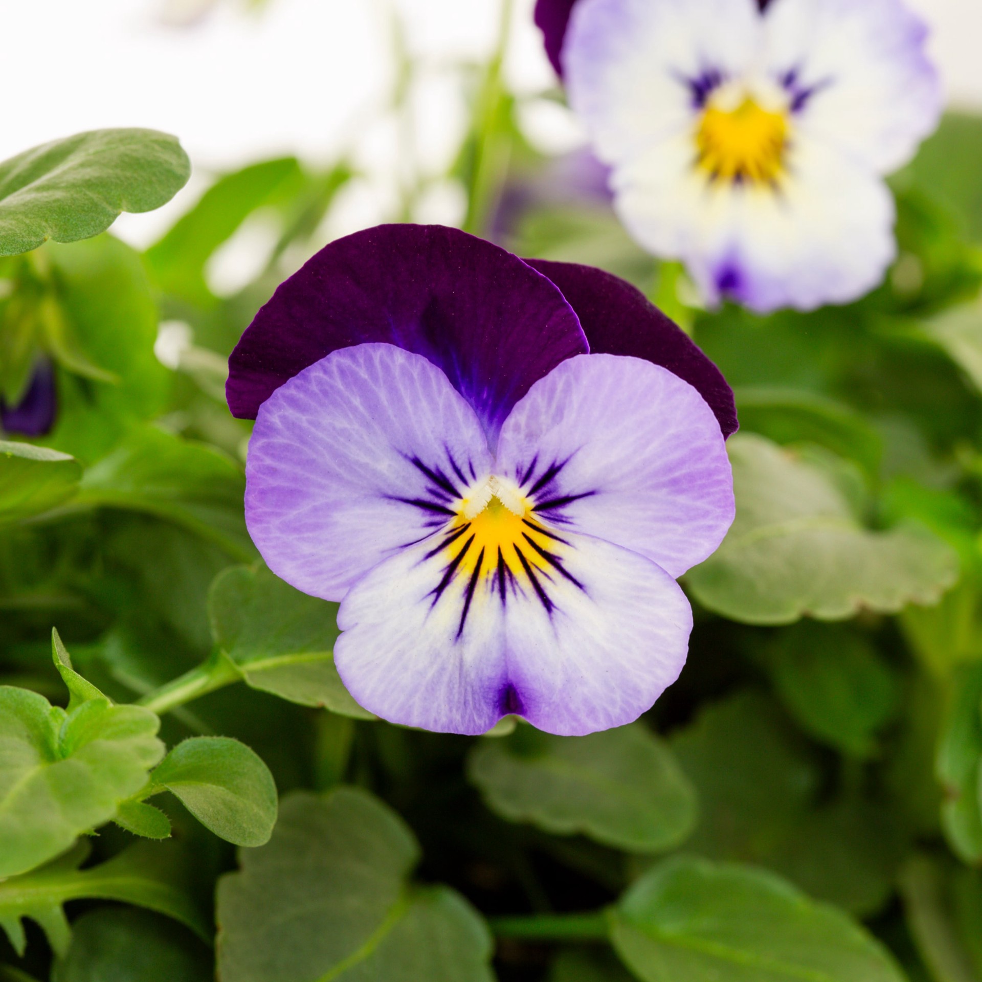 slide 4 of 6, Lowe's Multicolor Viola in 8-Pack Tray, 1 ct