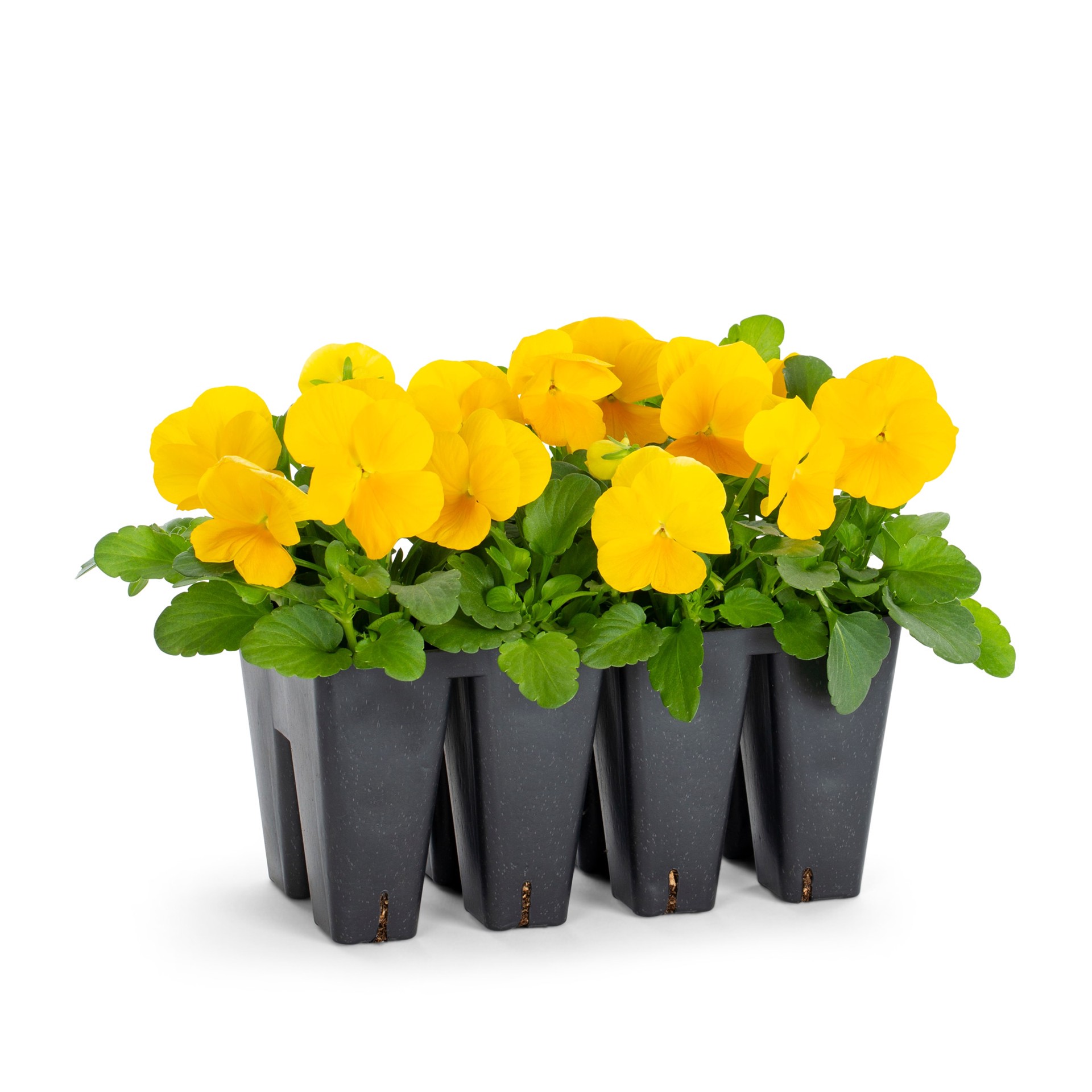 slide 5 of 6, Lowe's Multicolor Viola in 8-Pack Tray, 1 ct