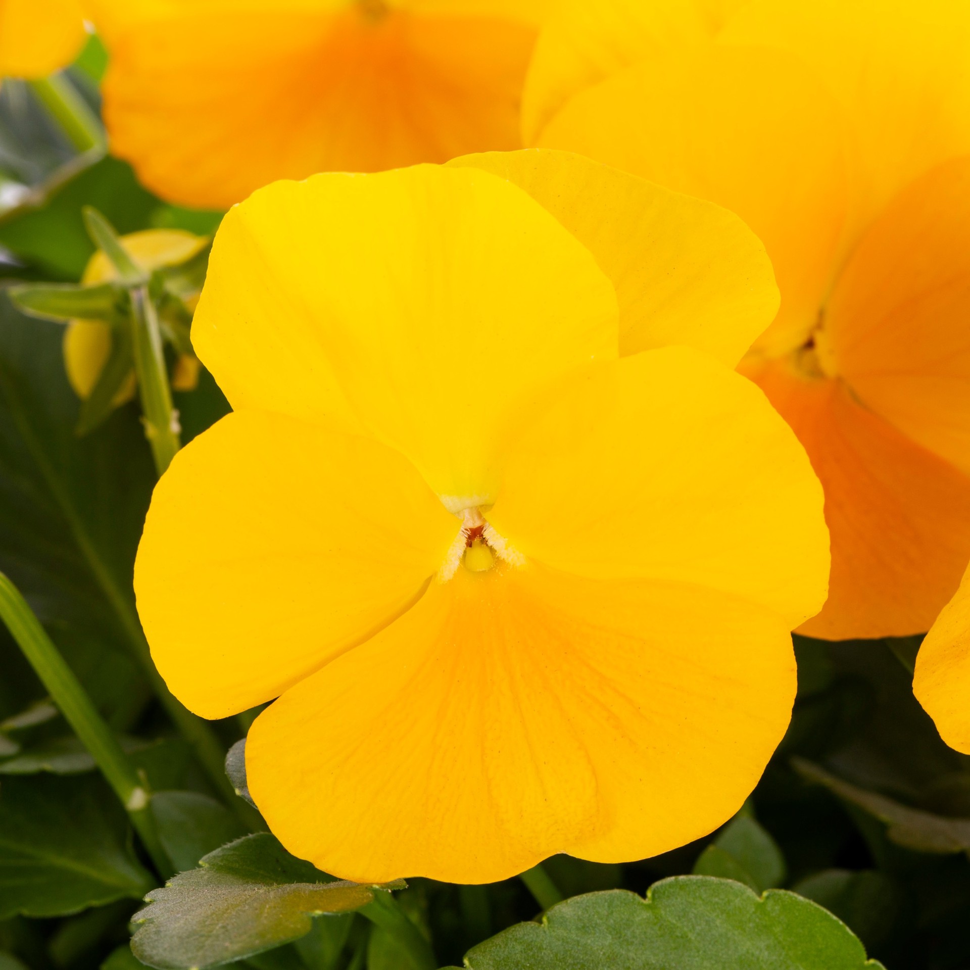 slide 6 of 6, Lowe's Multicolor Viola in 8-Pack Tray, 1 ct