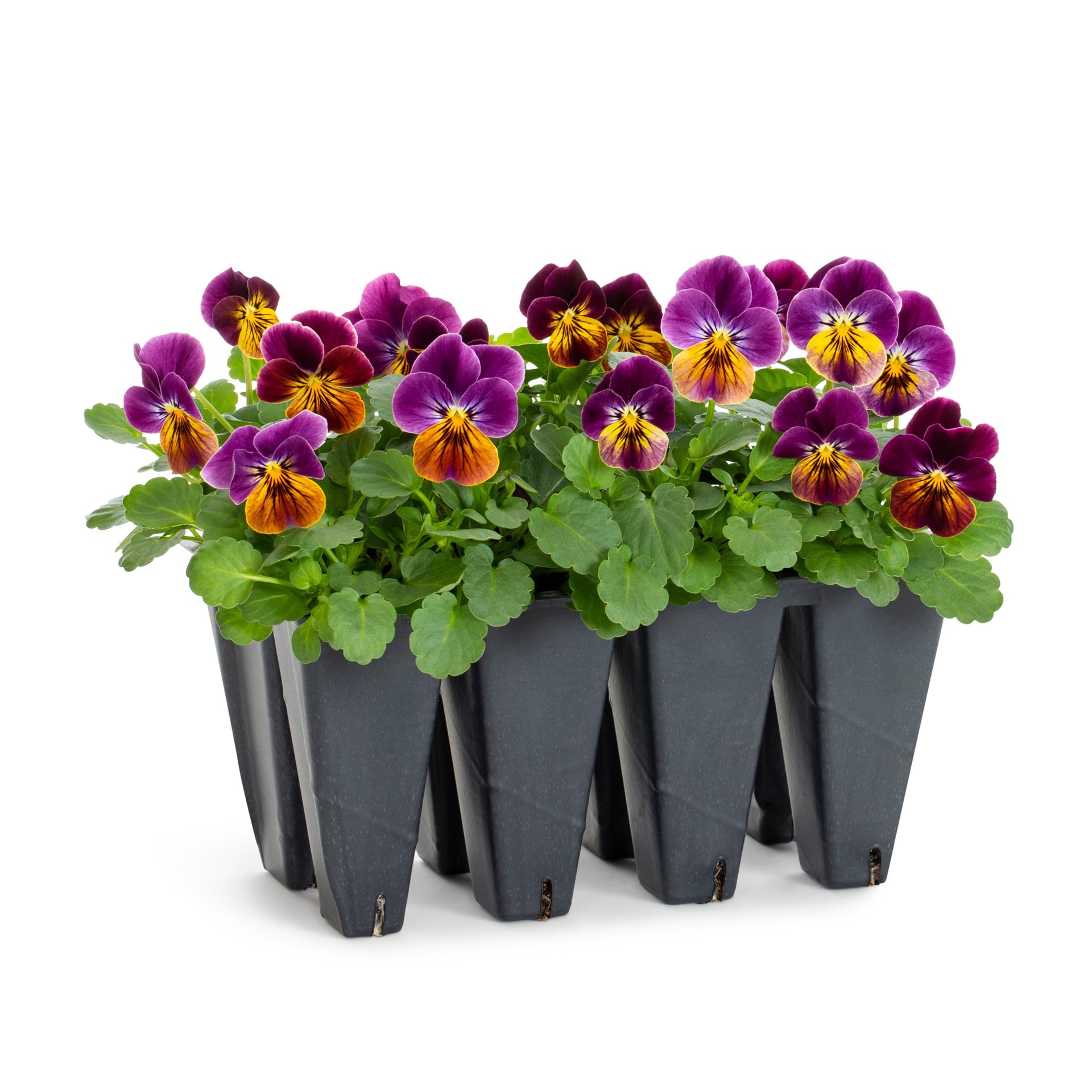 slide 1 of 6, Lowe's Multicolor Viola in 8-Pack Tray, 1 ct
