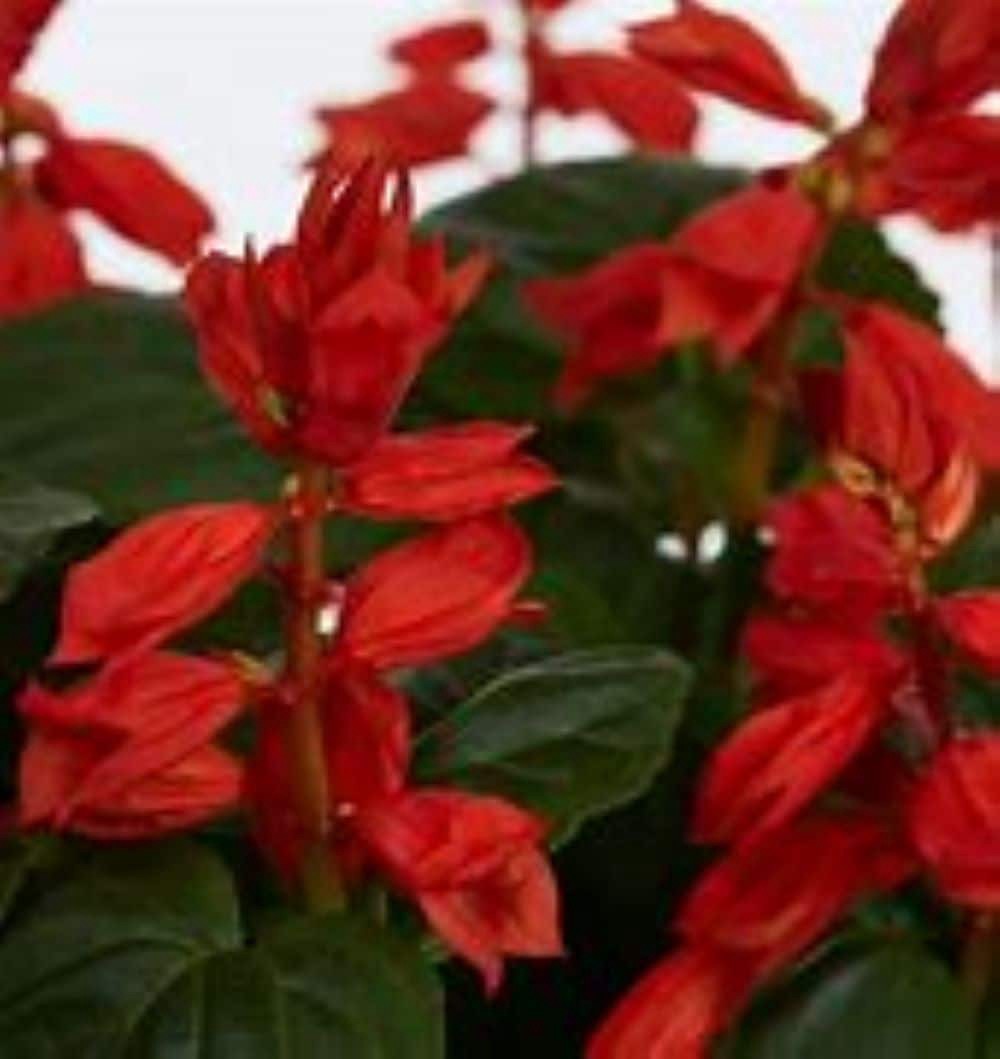 slide 2 of 2, Lowe's Multicolor Salvia in 8-Pack Tray, 1 ct