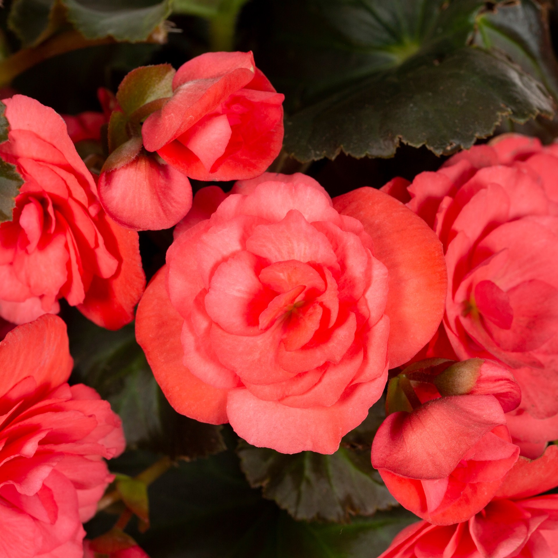 slide 2 of 4, Lowe's Multicolor Begonia in 1.75 Gallon(s) Planter 1 -Pack, 1 ct