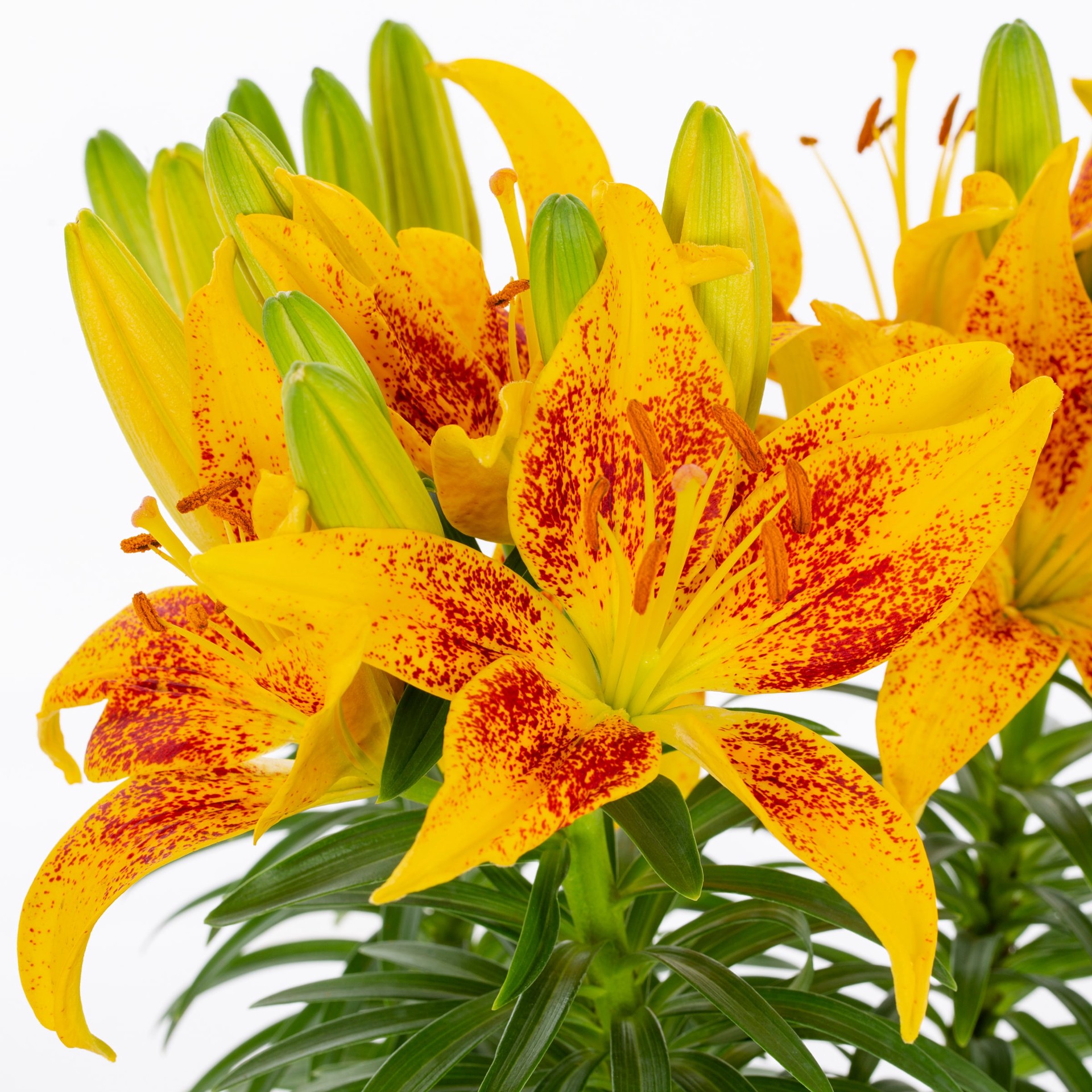 slide 2 of 5, Lowe's Multicolor Asiatic Lily Plant in 1 -Gallon Planter 1 -Pack, 1 ct