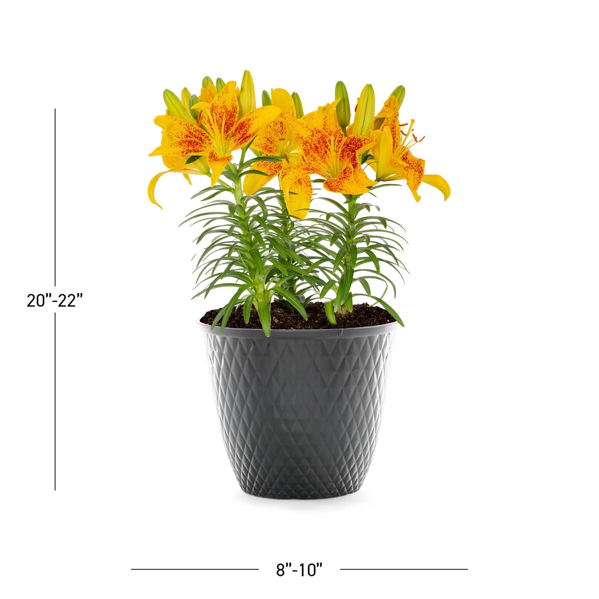 slide 3 of 5, Lowe's Multicolor Asiatic Lily Plant in 1 -Gallon Planter 1 -Pack, 1 ct