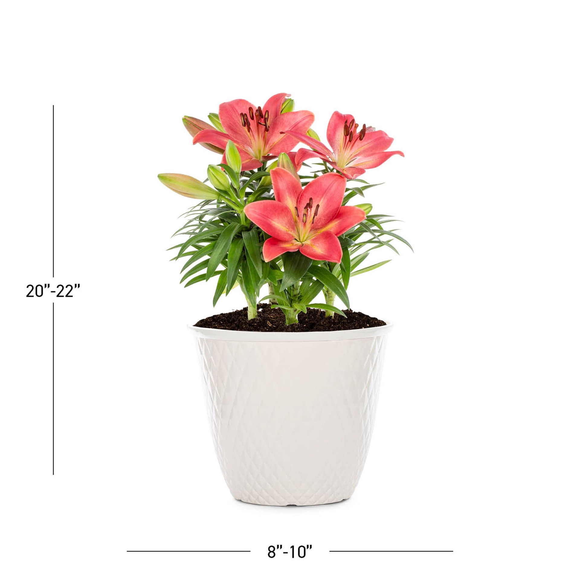 slide 4 of 5, Lowe's Multicolor Asiatic Lily Plant in 1 -Gallon Planter 1 -Pack, 1 ct