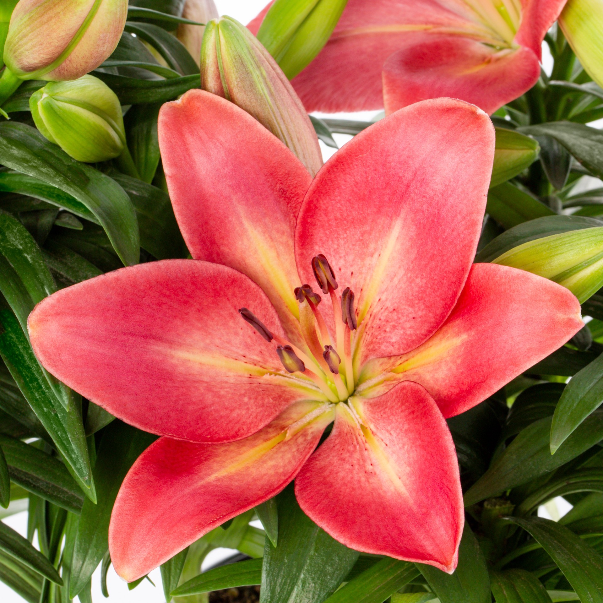 slide 5 of 5, Lowe's Multicolor Asiatic Lily Plant in 1 -Gallon Planter 1 -Pack, 1 ct