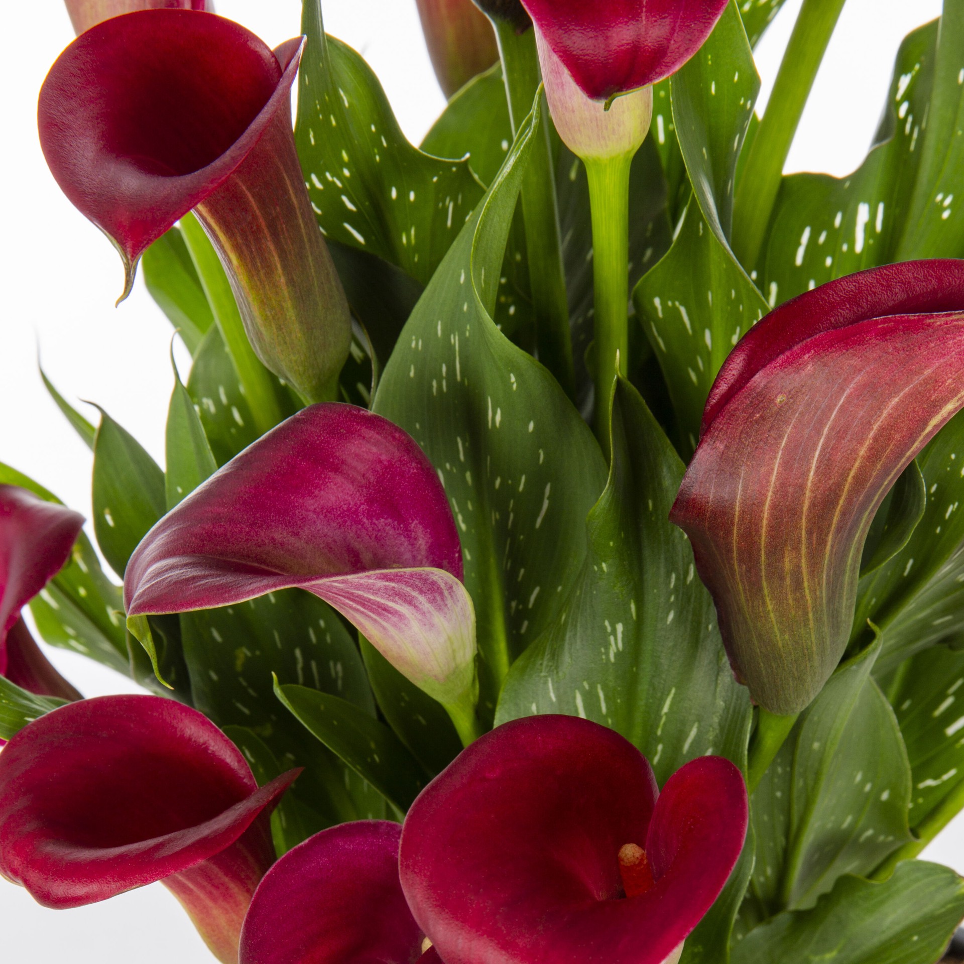 slide 2 of 2, Lowe's Multicolor Calla Lily Plant in 1-Gallon Planter, 1 ct